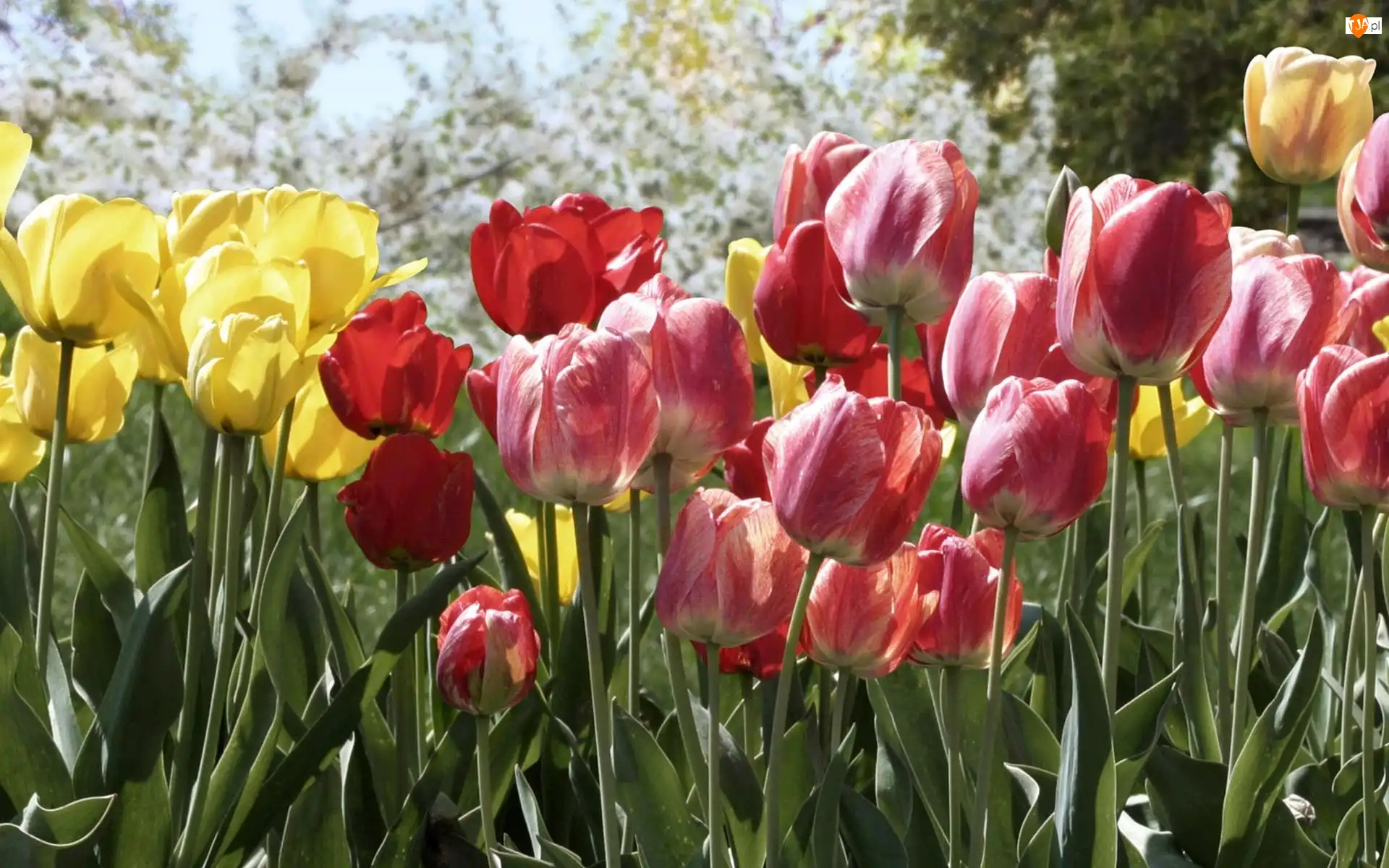 Tulipany, Różnokolorowe, Czerwone, Białe, Żółte, Czerwono