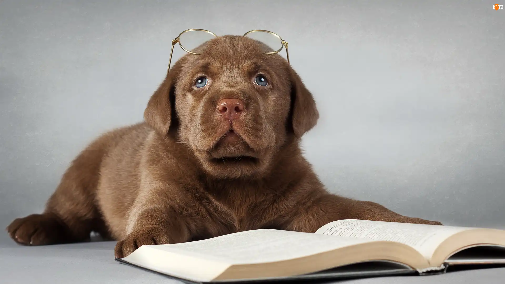 Labrador retriever, Okulary, Szczeniak, Smutny, Książka