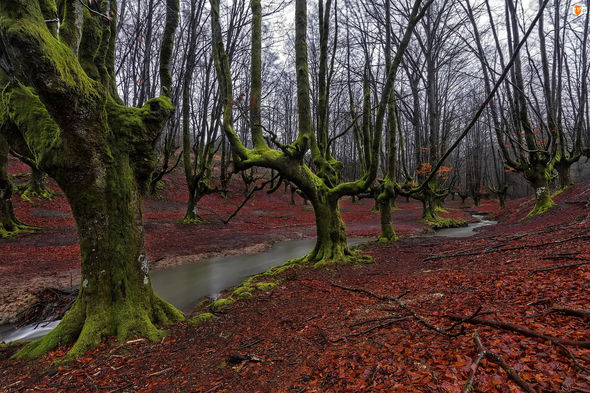 Rzeczka, Hiszpania, Jesień, Las