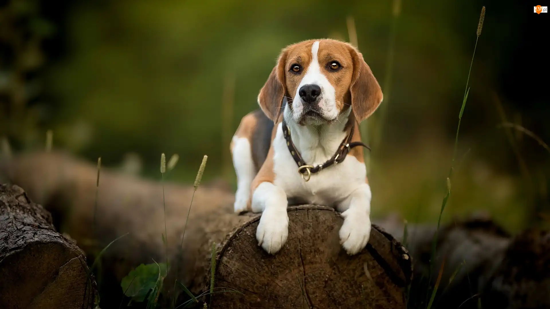 Roślinki, Pies, Beagle, Kłody