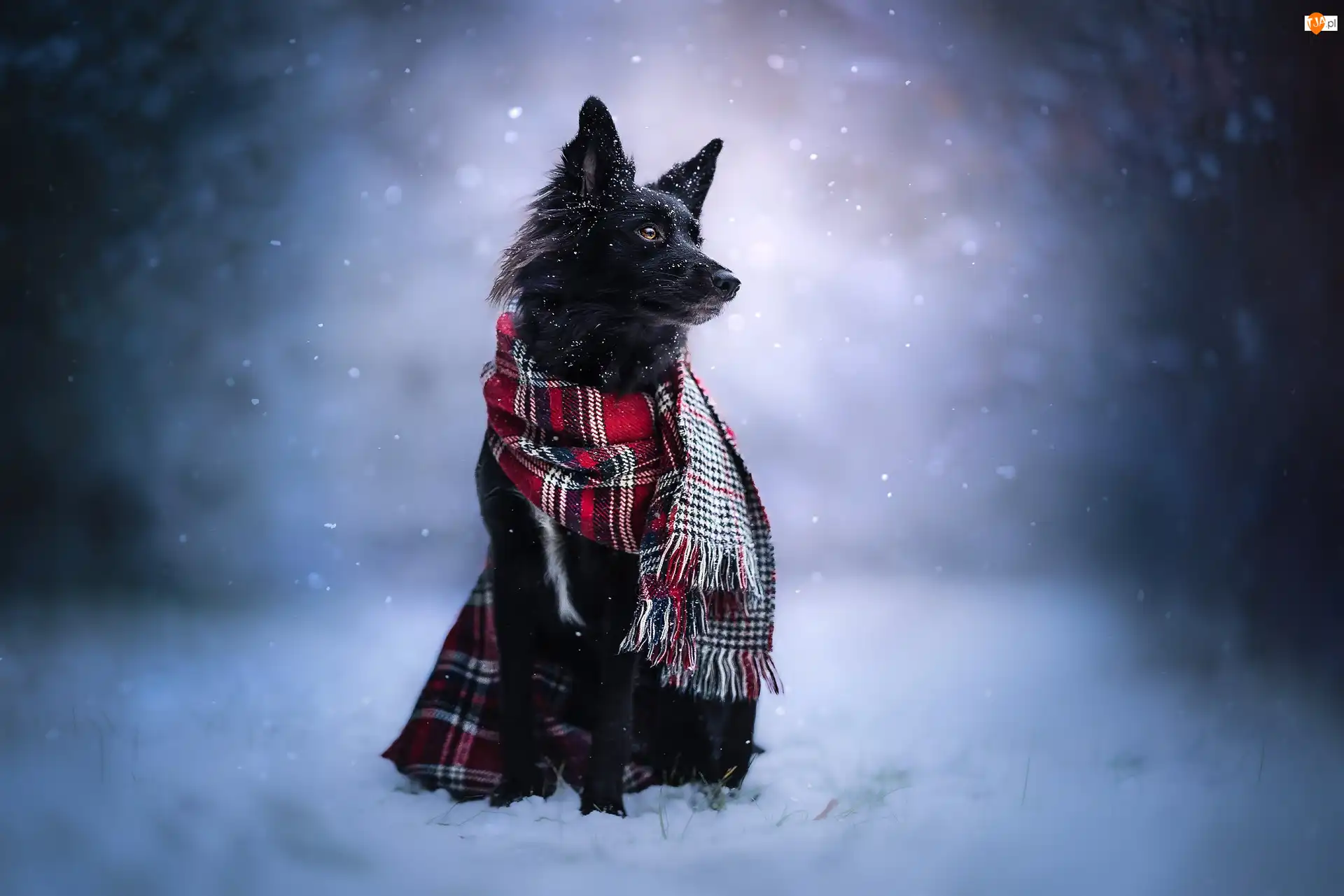 Zima, Pies, Border collie, Szalik