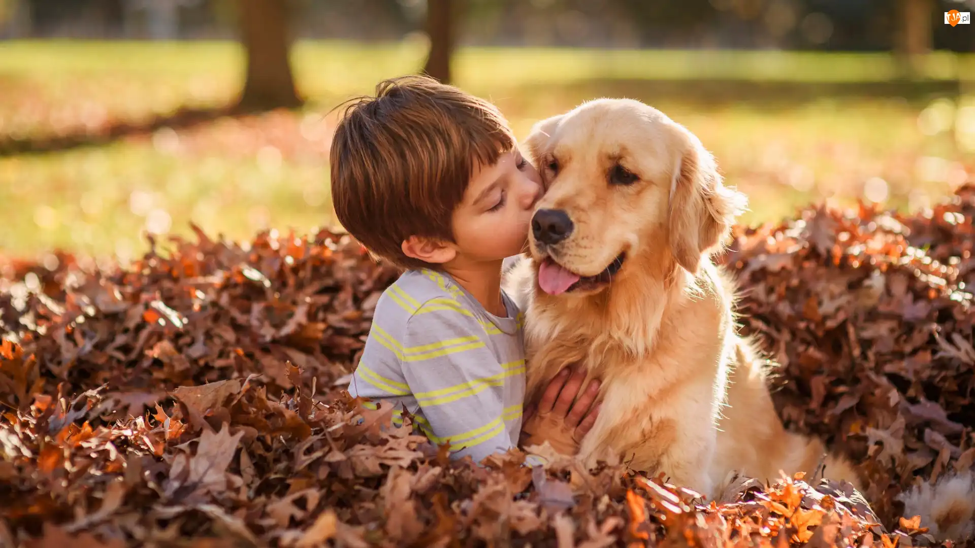 Golden retriever, Pies, Liście, Przyjaciele, Chłopiec, Przyjaźń