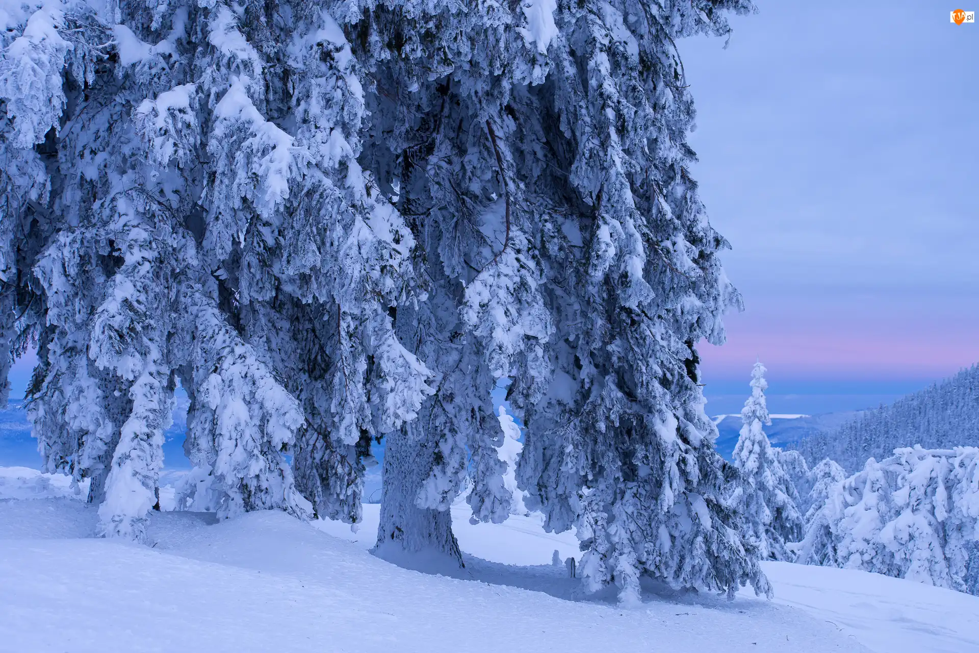 Zima, Śnieg, Zaśnieżone, Drzewa