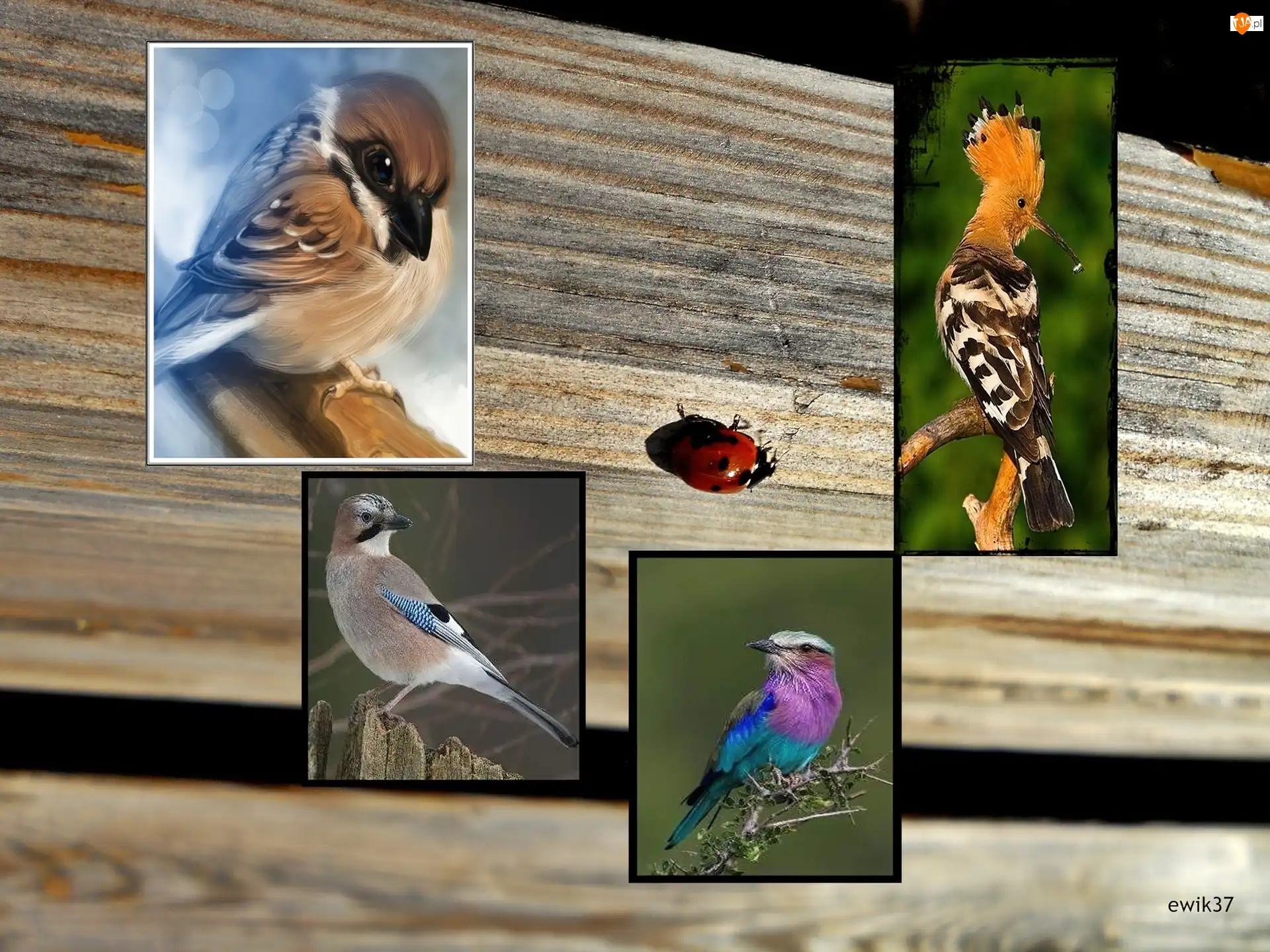 Wróbel, Ptaki , Dudek, Grafika, Sójka, Biedronka