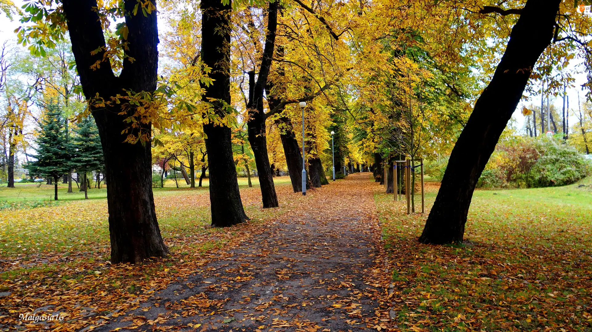 Alejka, Jesień, Droga, Park, Drzewa