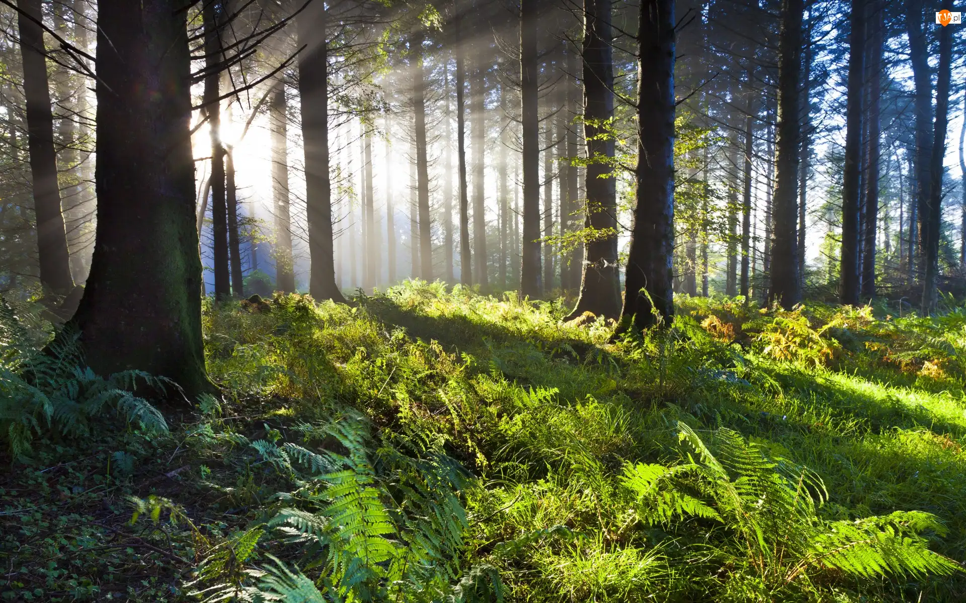 Union Wood, Irlandia, Drzewa, Przebijające światło, Las dębowy, Paprocie