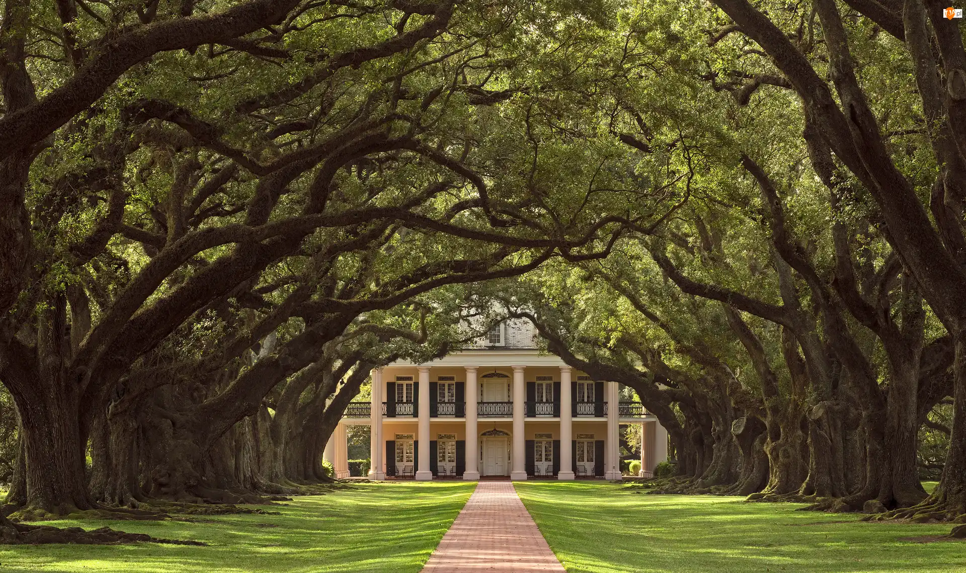 Dęby, Stan Luizjana, Drzewa, Dom, Droga, Gmina Vacherie, Plantacja Oak Alley Plantation, Stany Zjednoczone, Willa Oak Alley Plantation