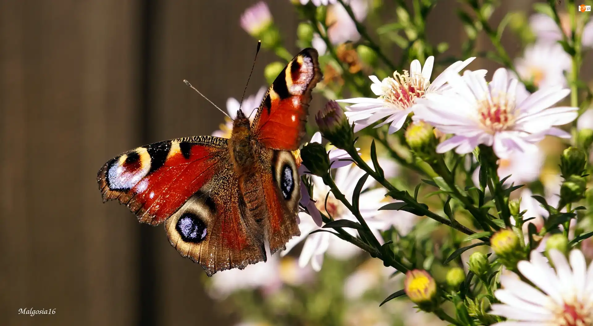 Kolorowy, Rusałka pawik, Astry, Kwiaty, Motyl