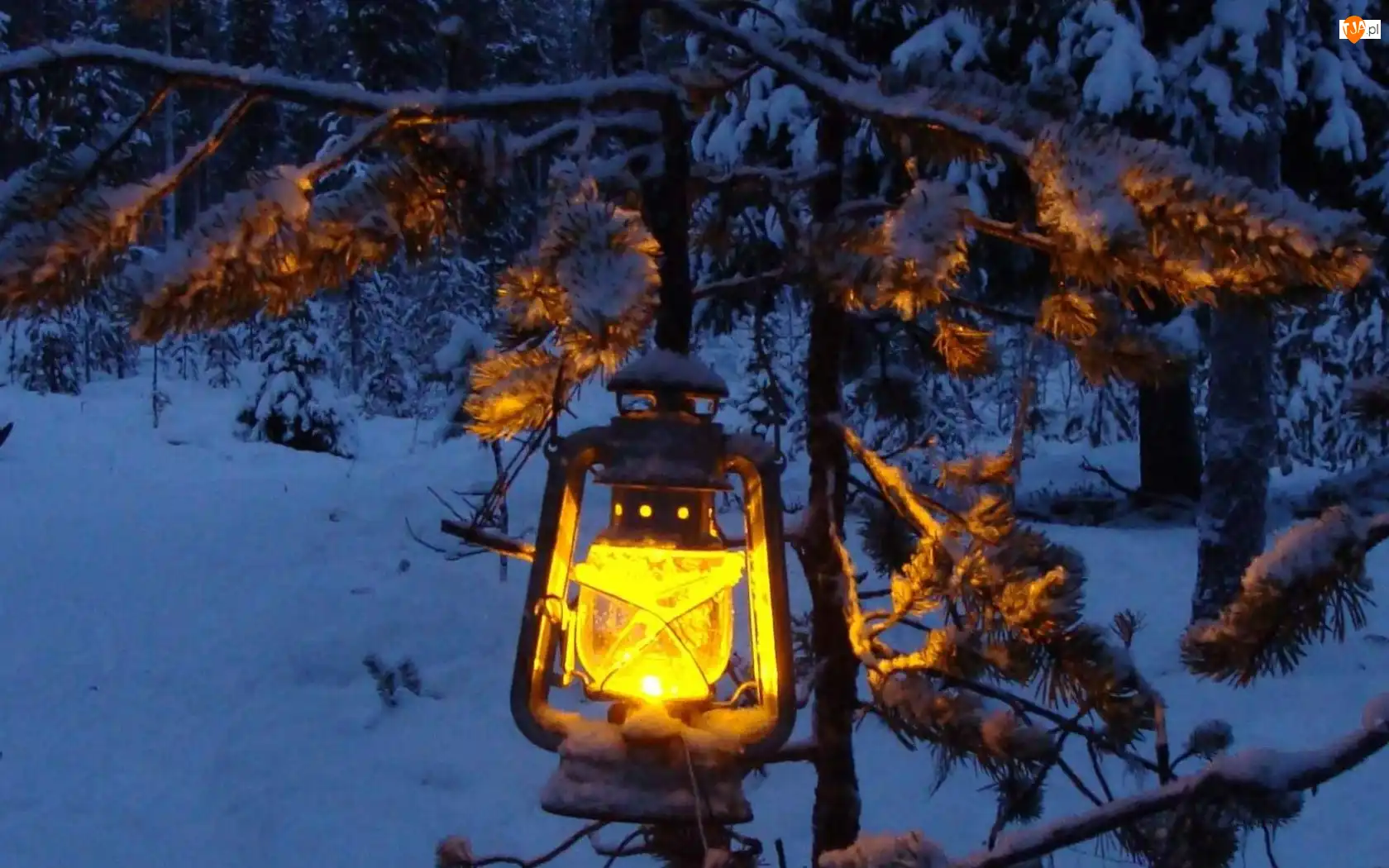 Oświetlone, Zima, Lampa, Las, Drzewo