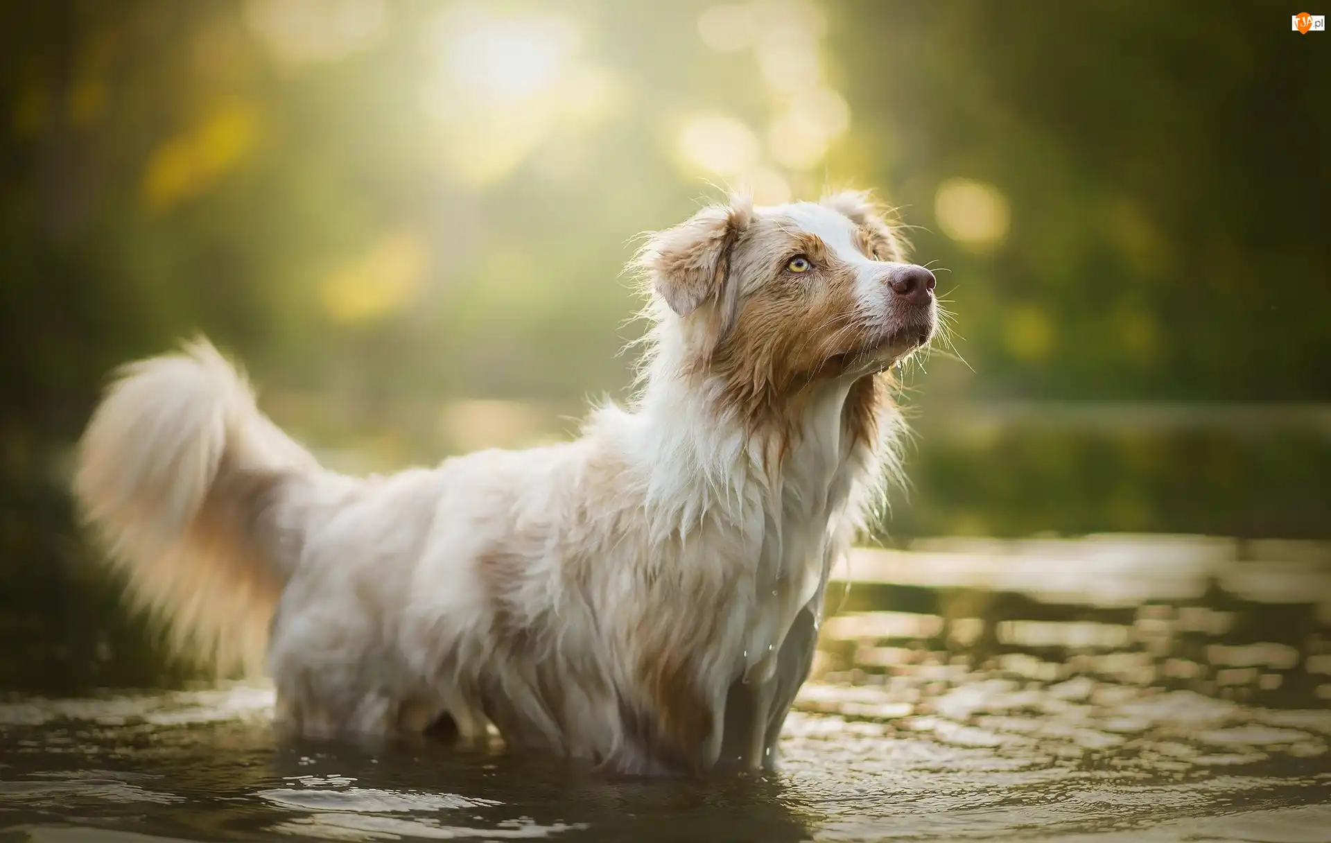 Woda, Pies, Border collie