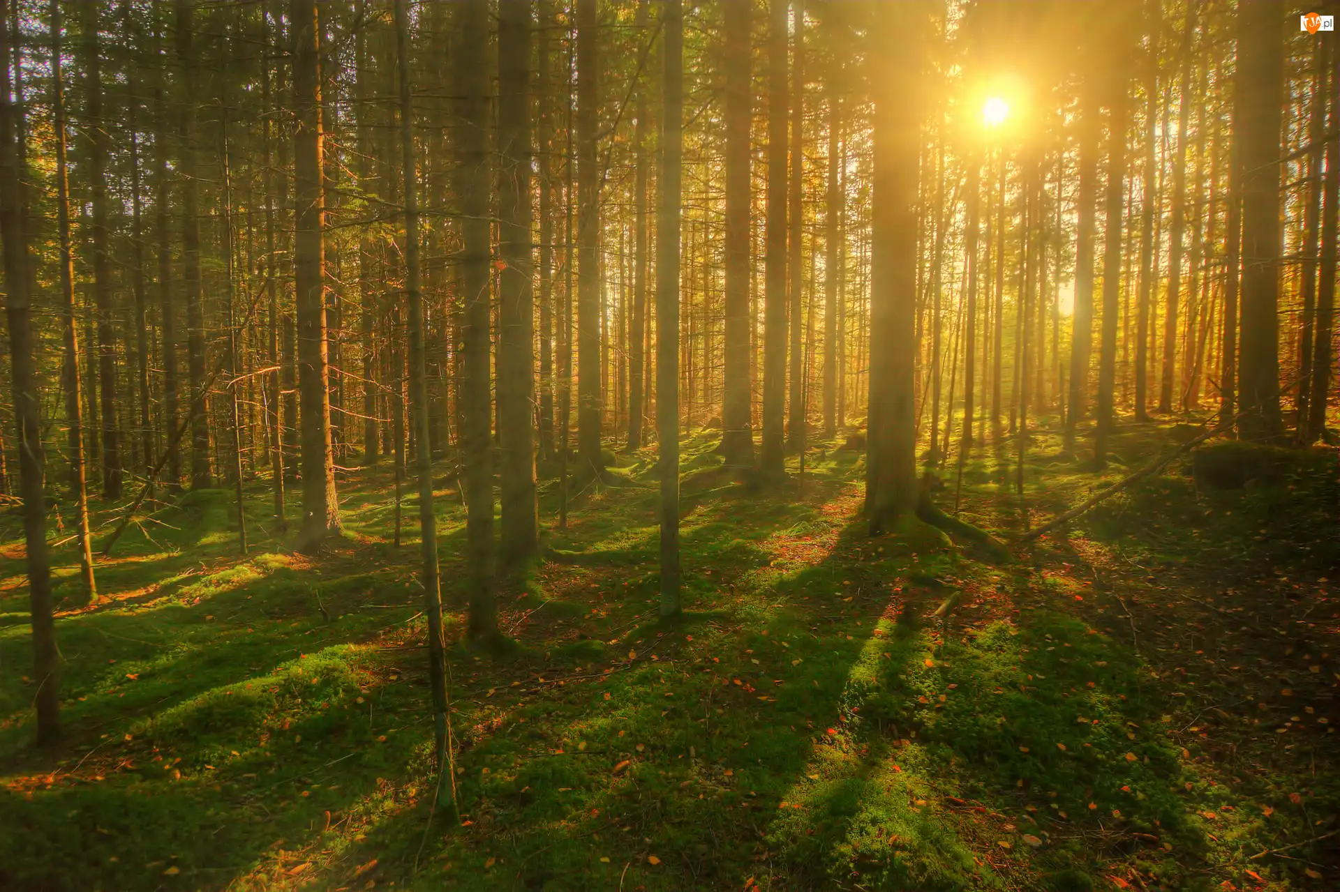 Słońce, Las, Przebijające, Światło