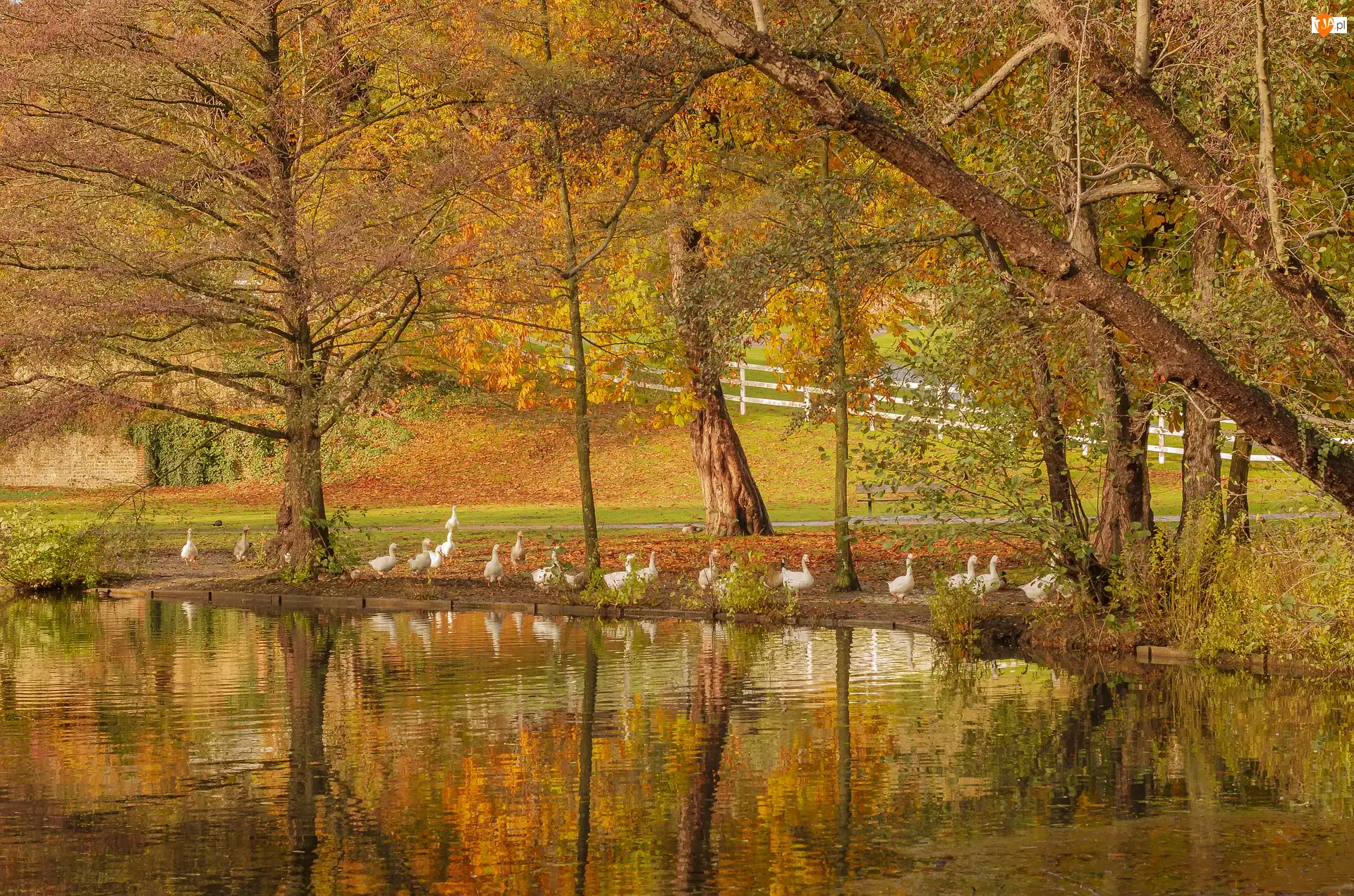 Gęsi, Jesień, Drzewa, Staw