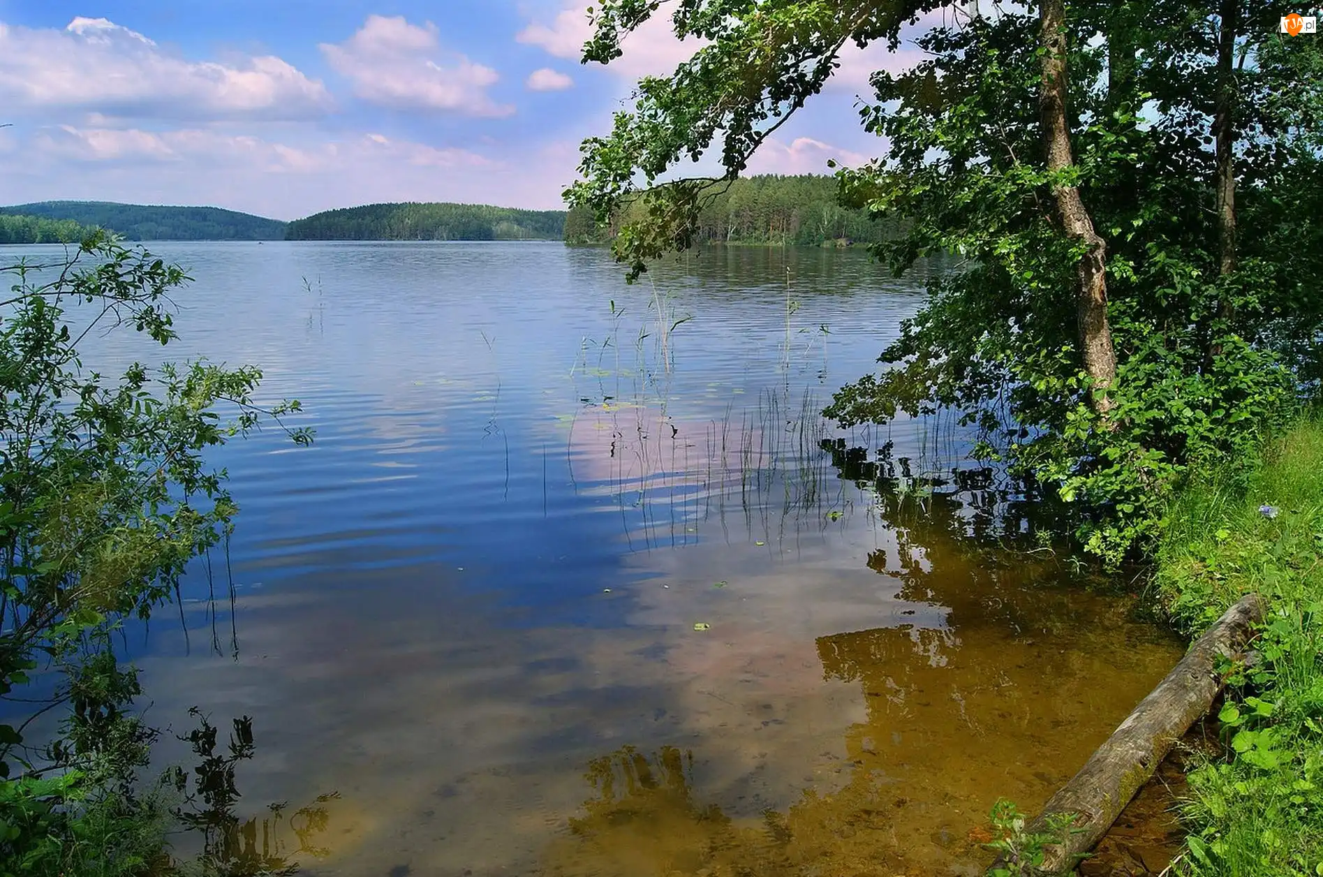 Zarośla, Woda, Drzewa