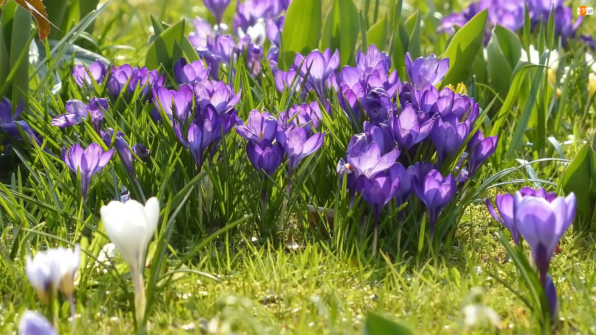 Fioletowe, Trawa, Kwiaty, Kępka, Krokusy