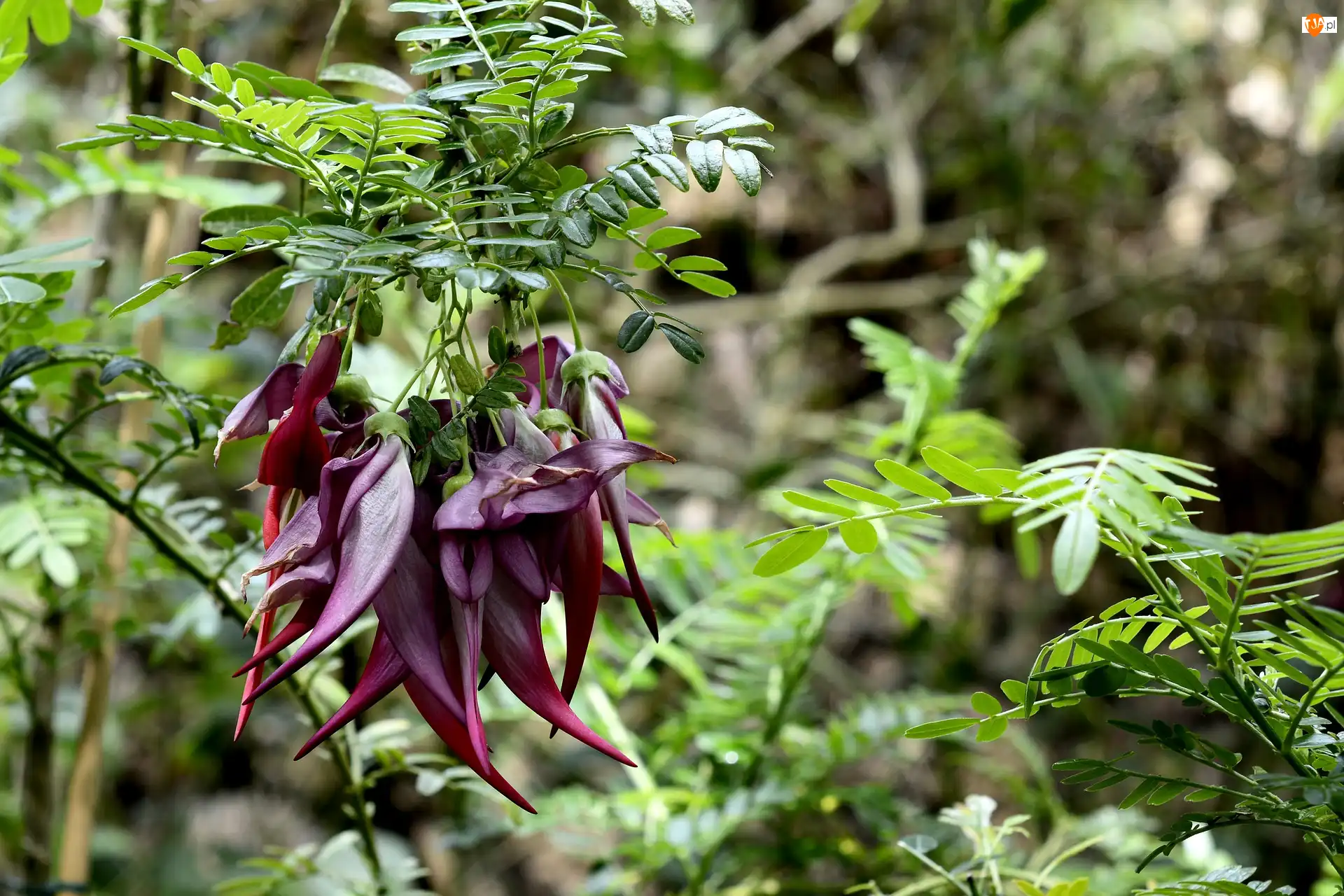 Kwiaty, Liście, Egzotyczne, Bordowe, Clianthus