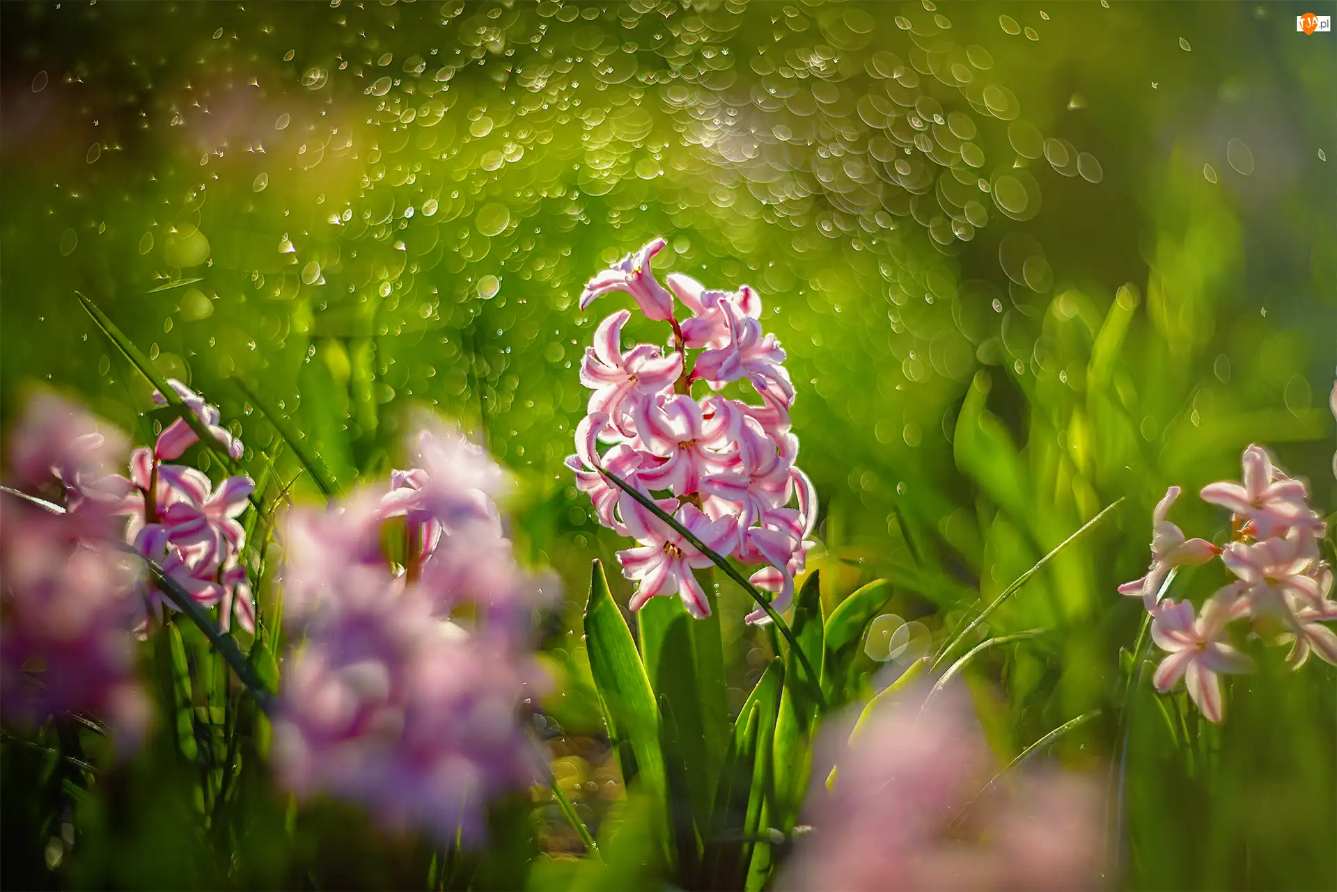 Bokeh, Różowo-białe, Hiacynty