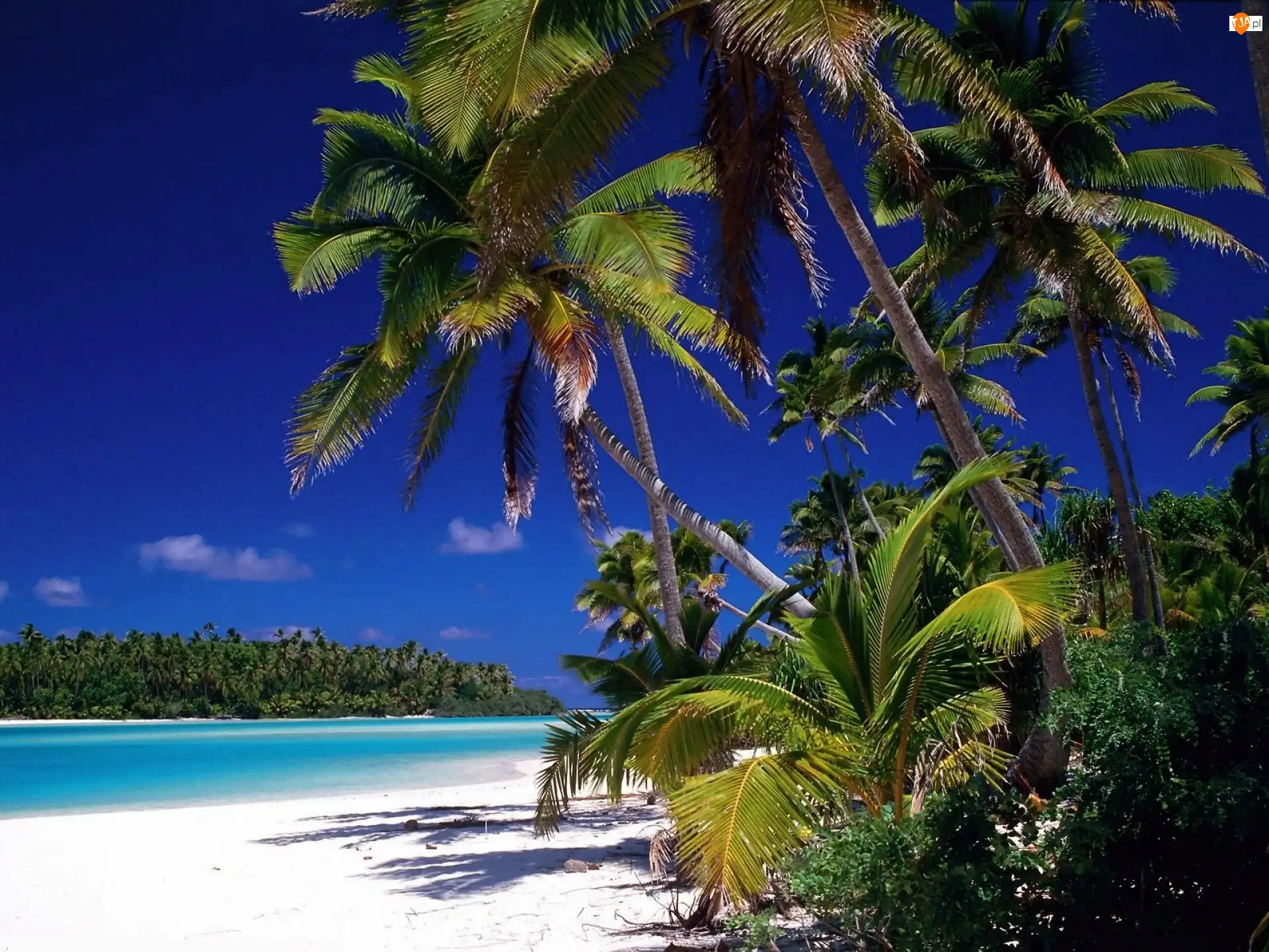 Antyle, Małe, Morze, Dżungla, Barbados, Plaża