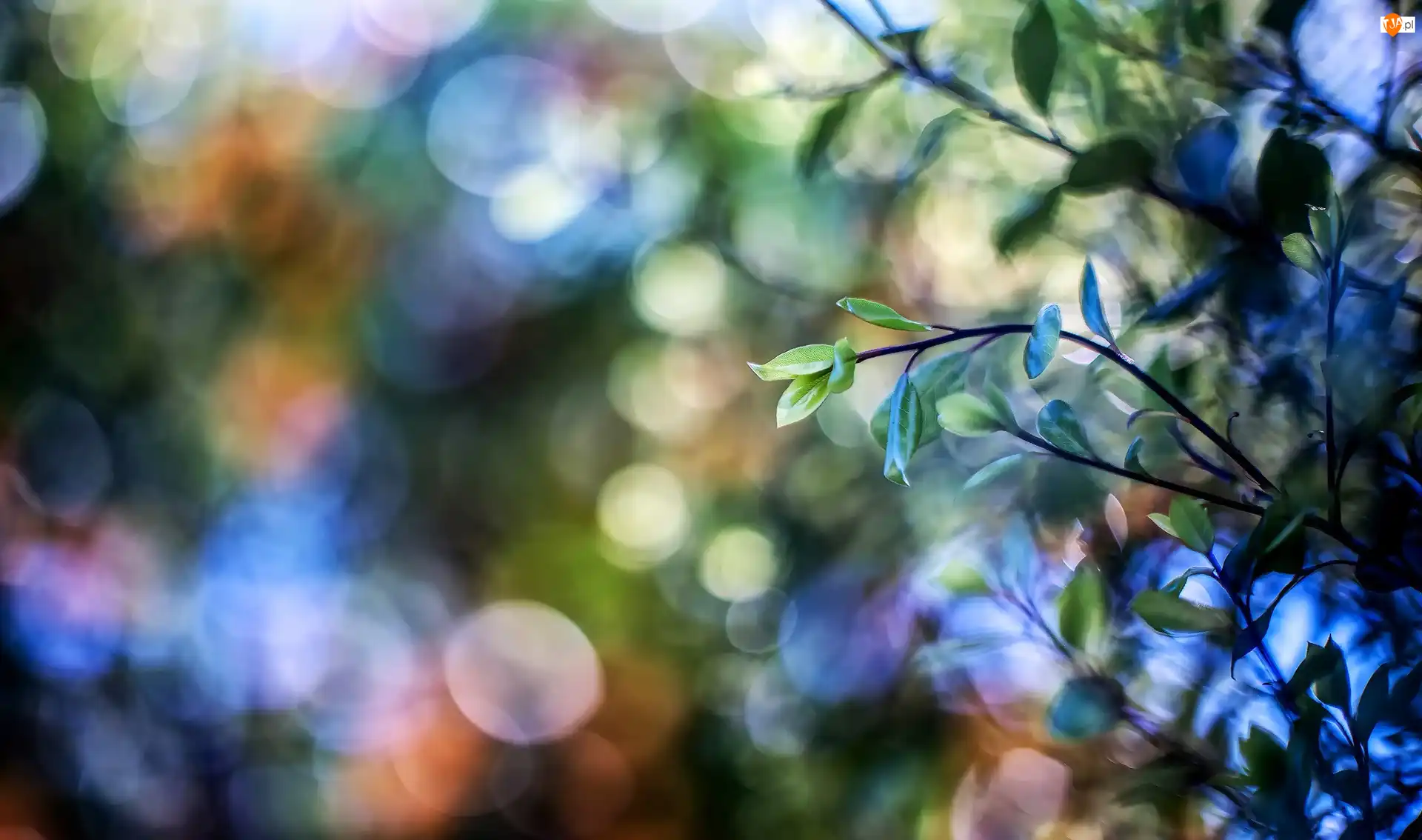 Bokeh, Gałązki, Liście, Światło