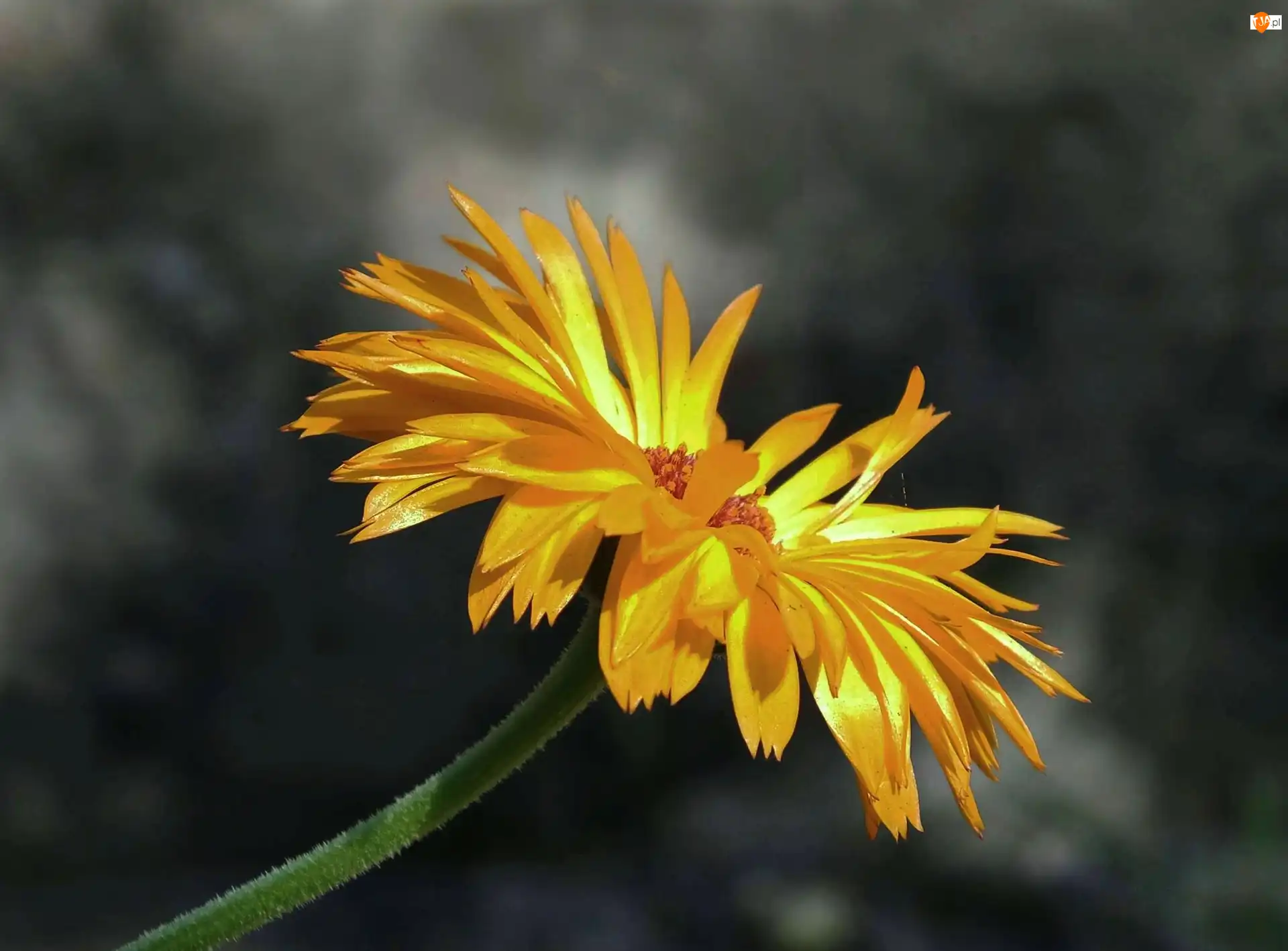 Gerbera, Żółta