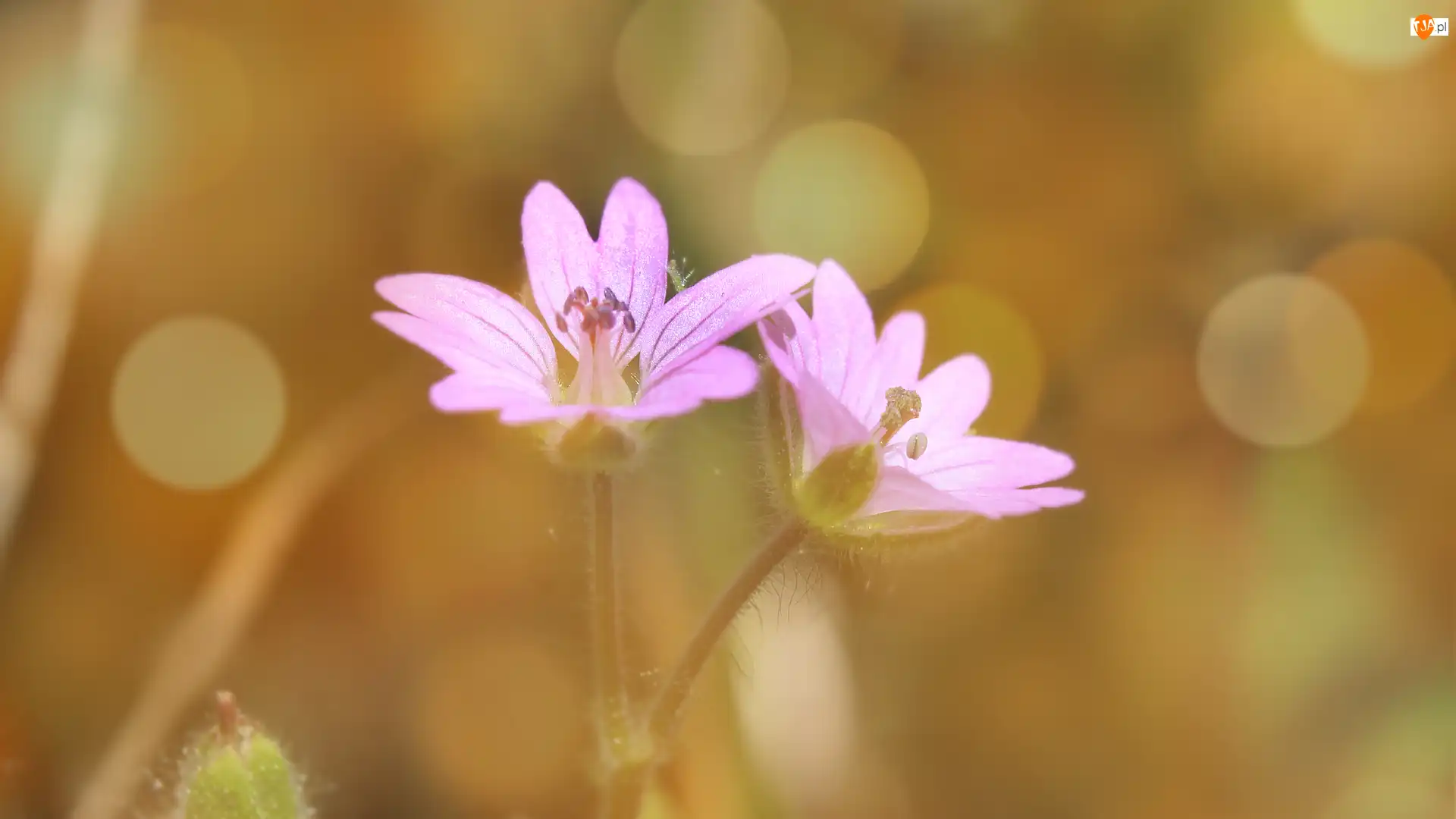 Zbliżenie, Jasnofioletowe, Kwiaty, Bokeh