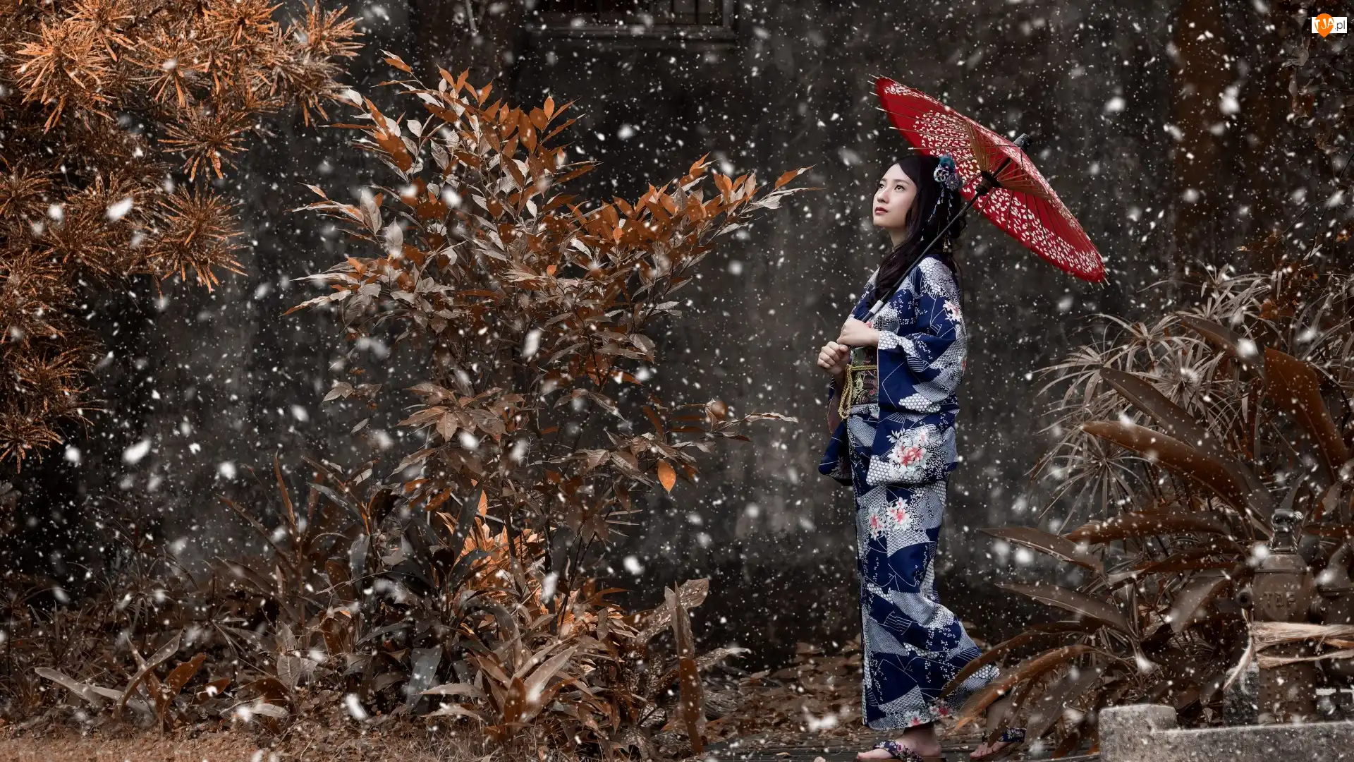 Kobieta, Azjatka, Parasol, Śnieg, Kimono, Rośliny