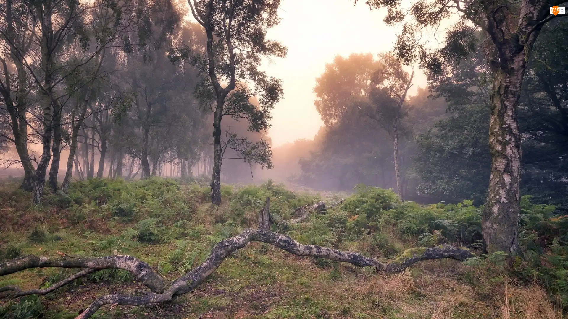 Hrabstwo Derbyshire, Anglia, Las, Mgła, Park Narodowy Peak District, Jesień
