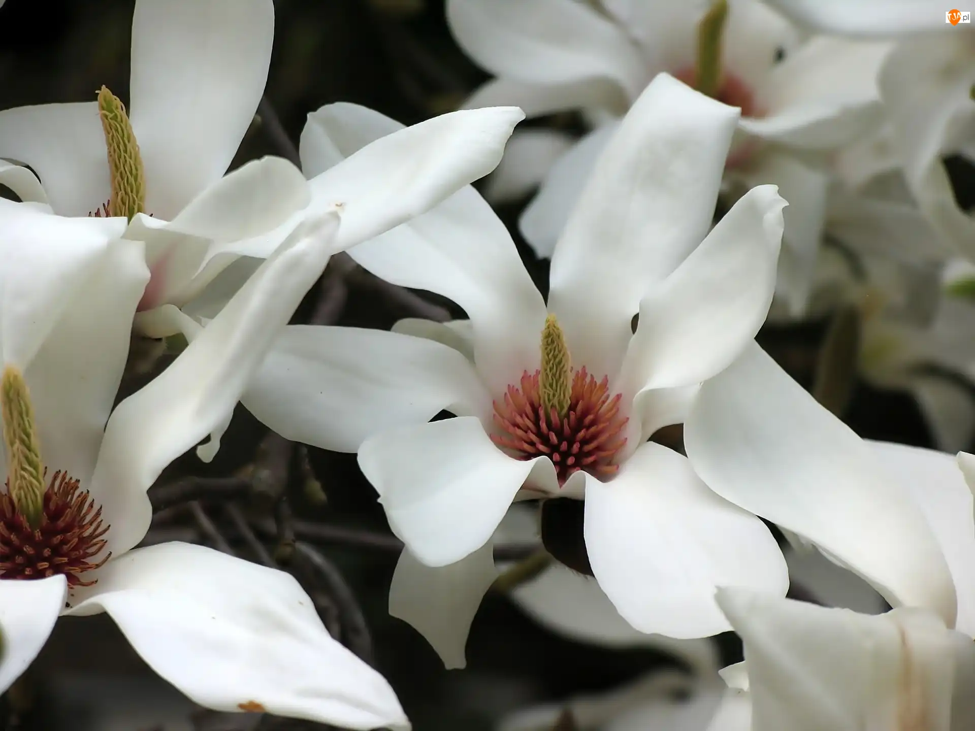 Kwiaty, Magnolia, Białe