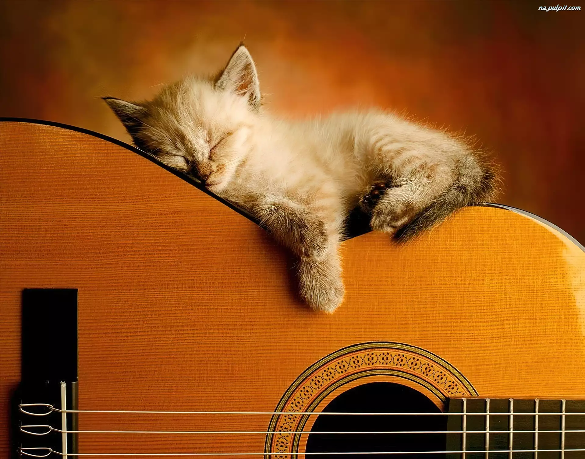 Gitarze, Kotek, Śpiący, Na