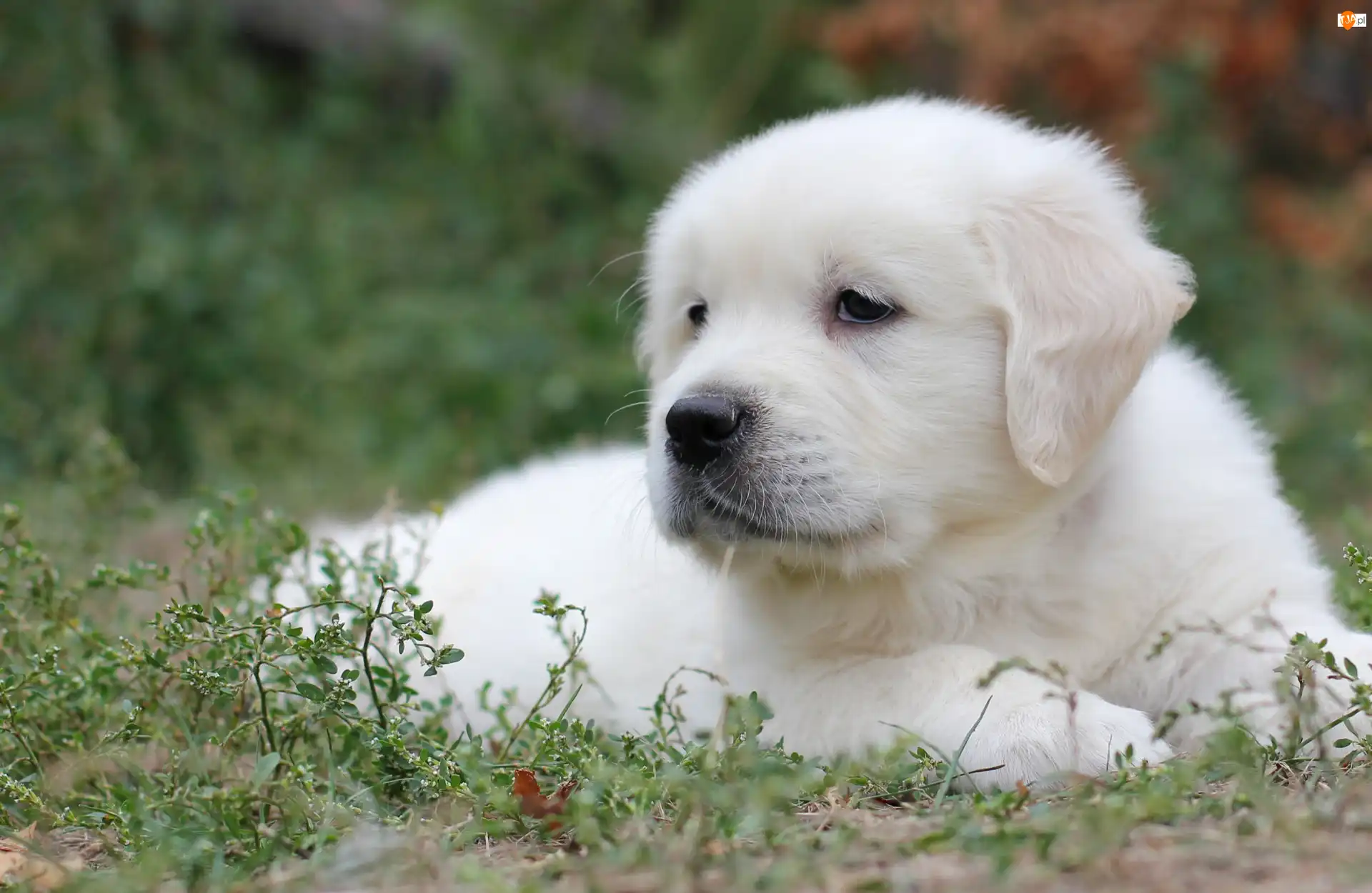 Rośliny, Szczeniak, Golden retriever