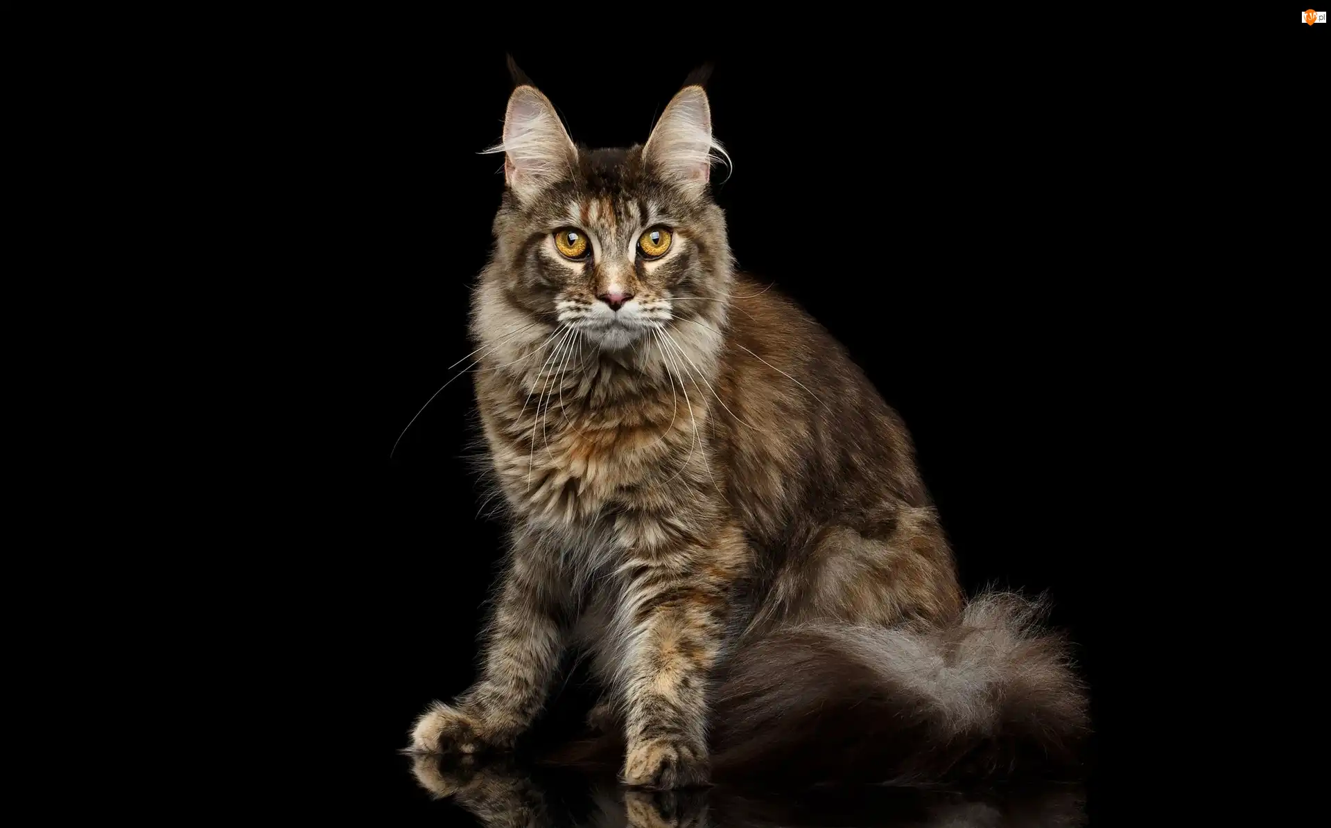 Czarne tło, Kot, Maine coon