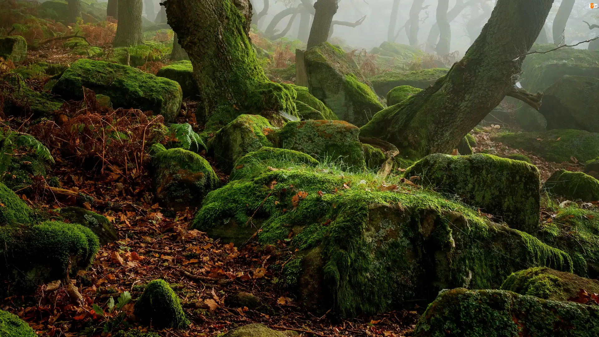 Park Narodowy Peak District, Las, Pnie, Hrabstwo Derbyshire, Kamienie, Mgła, Anglia, Omszałe