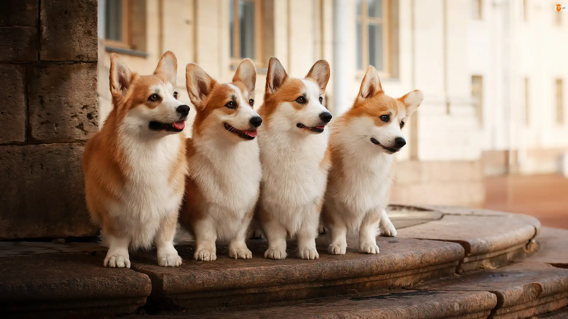 Welsh corgi pembroke, Cztery, Psy