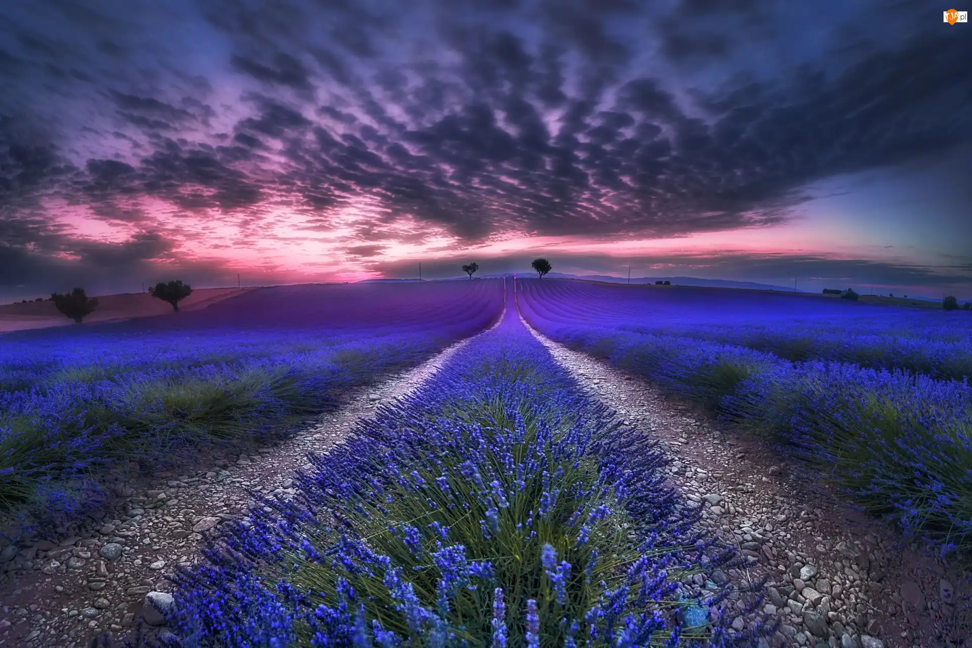 Miejscowość Valensole, Zachód słońca, Lawenda, Prowansja, Chmury, Drzewa, Francja, Pole