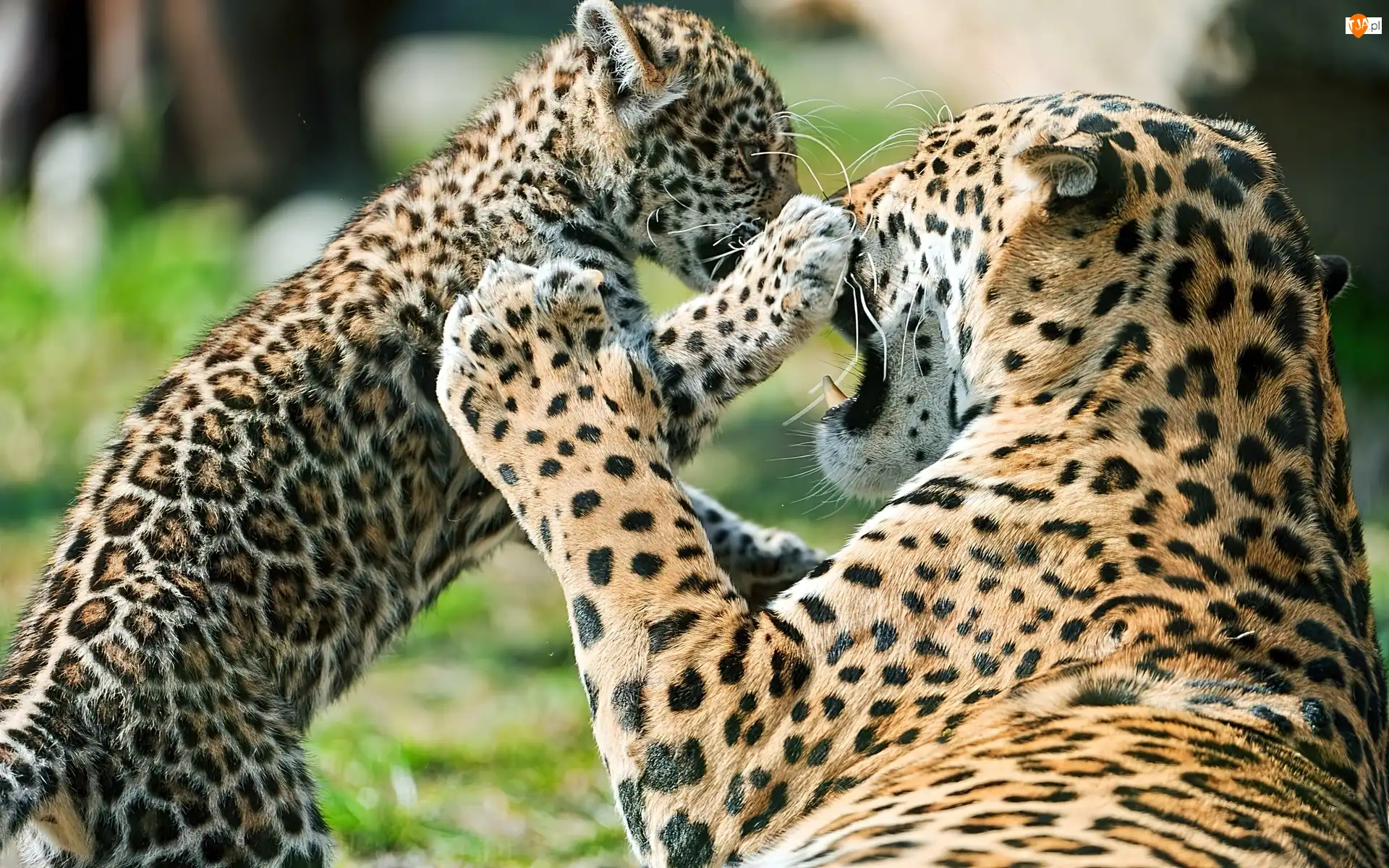 Młode, Jaguary, Samica