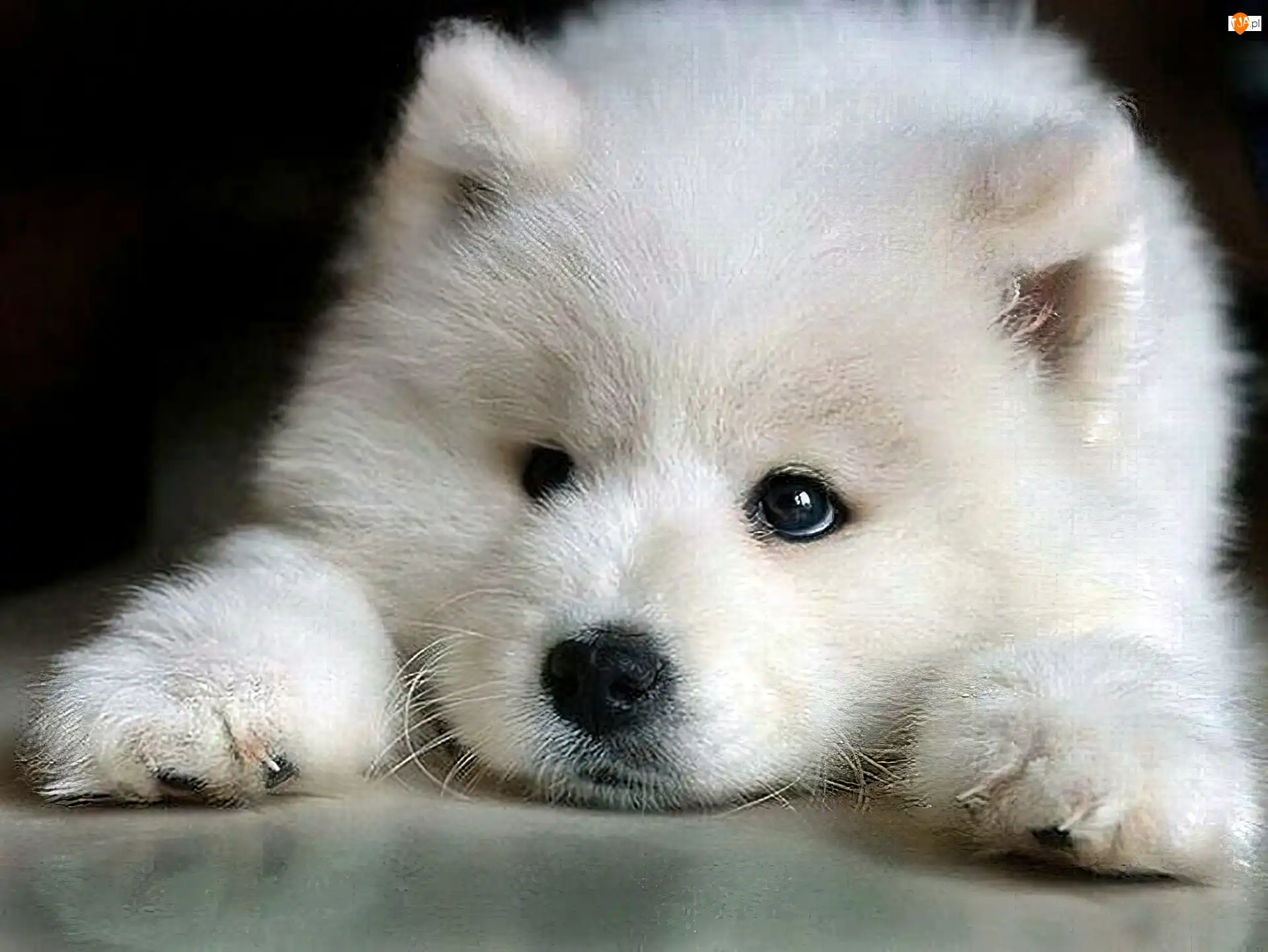 Samojed, Biały, Piesek