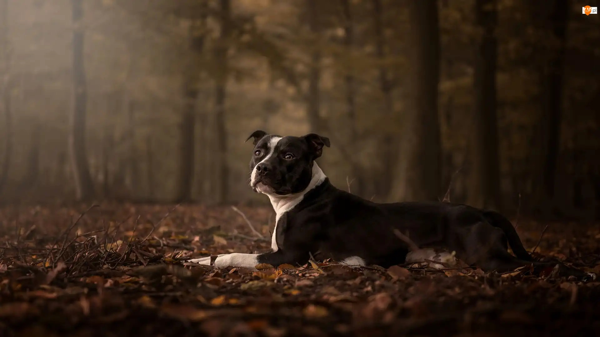 Las, Liście, Amstaff, Pies, Jesienne