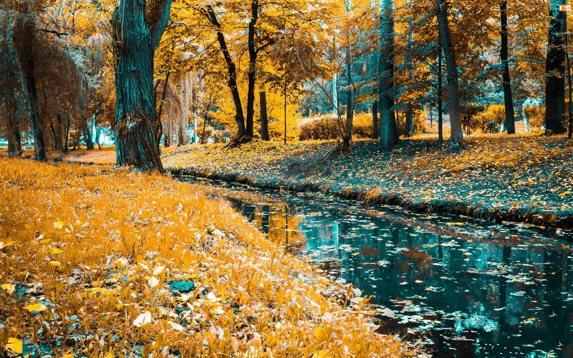 Drzewa, Jesień, Park, Rzeka, Liście