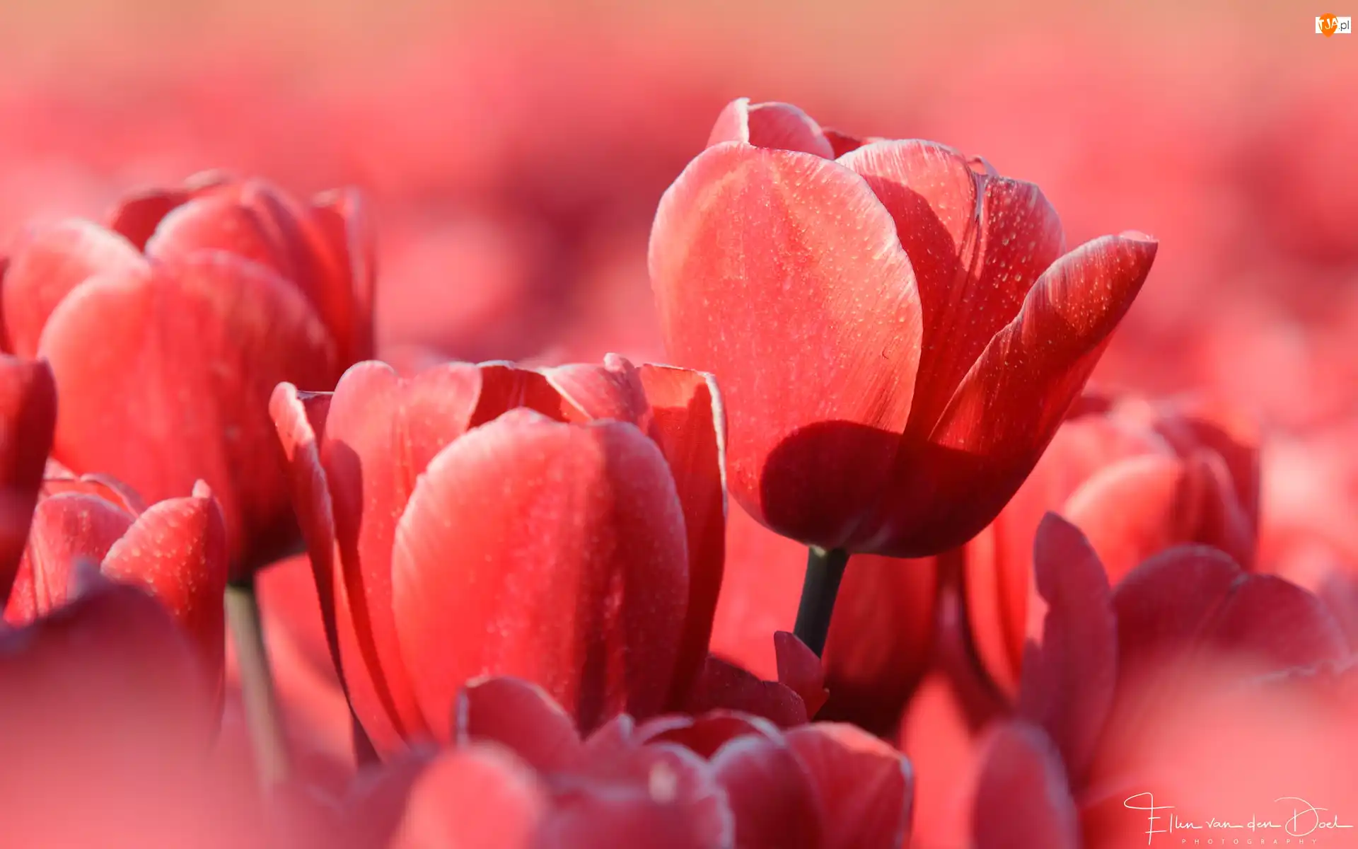 Zbliżenie, Tulipany, Czerwone
