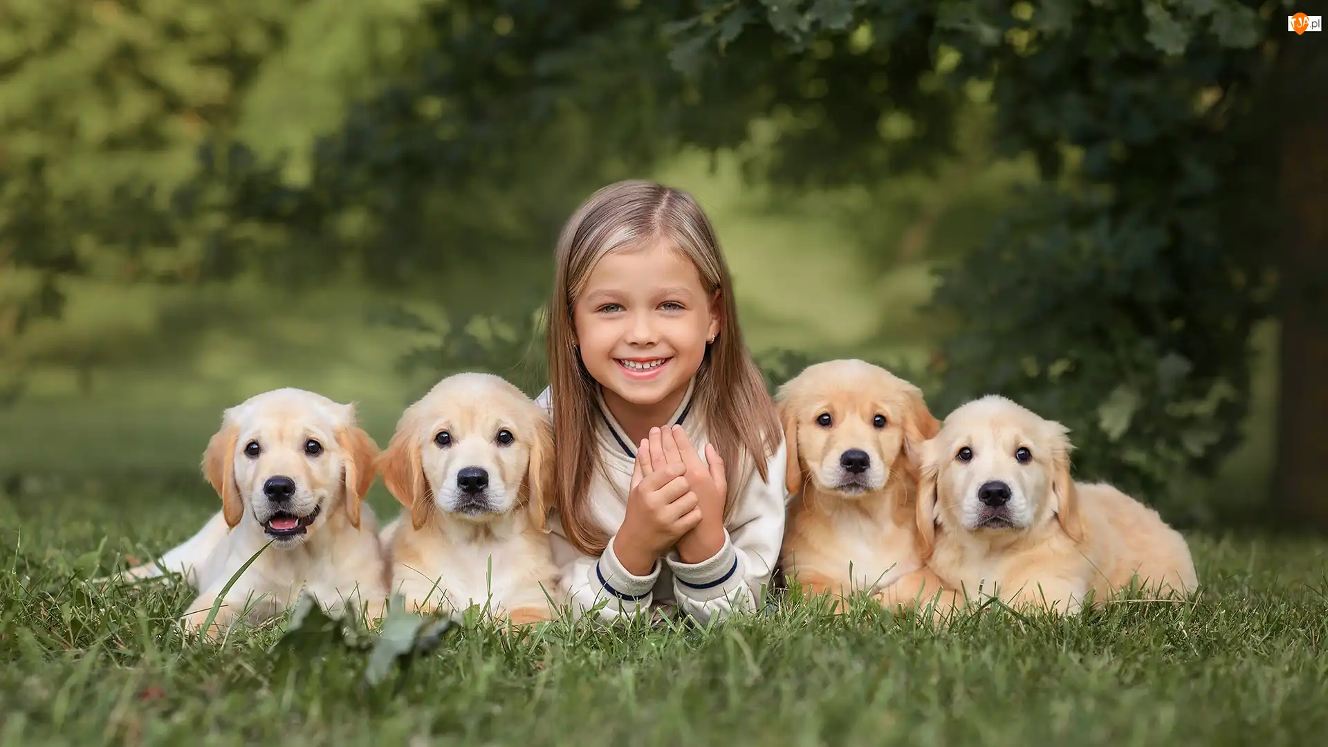 Golden retrievery, Dziewczynka, Cztery, Szczeniaki