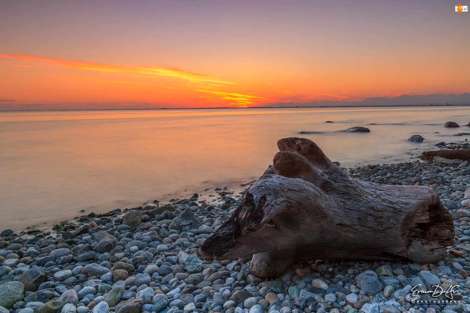 Brzeg, Pień, Morze, Zachód słońca, Kamienie