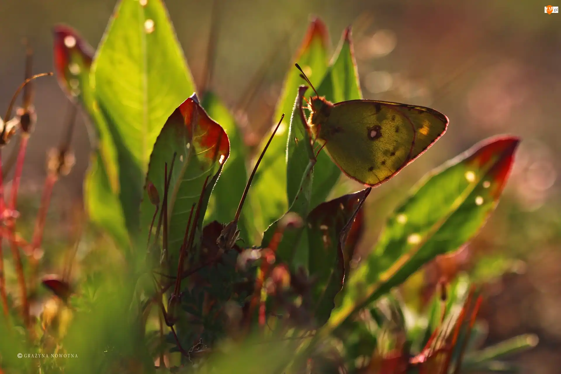 Rośliny, Motyl