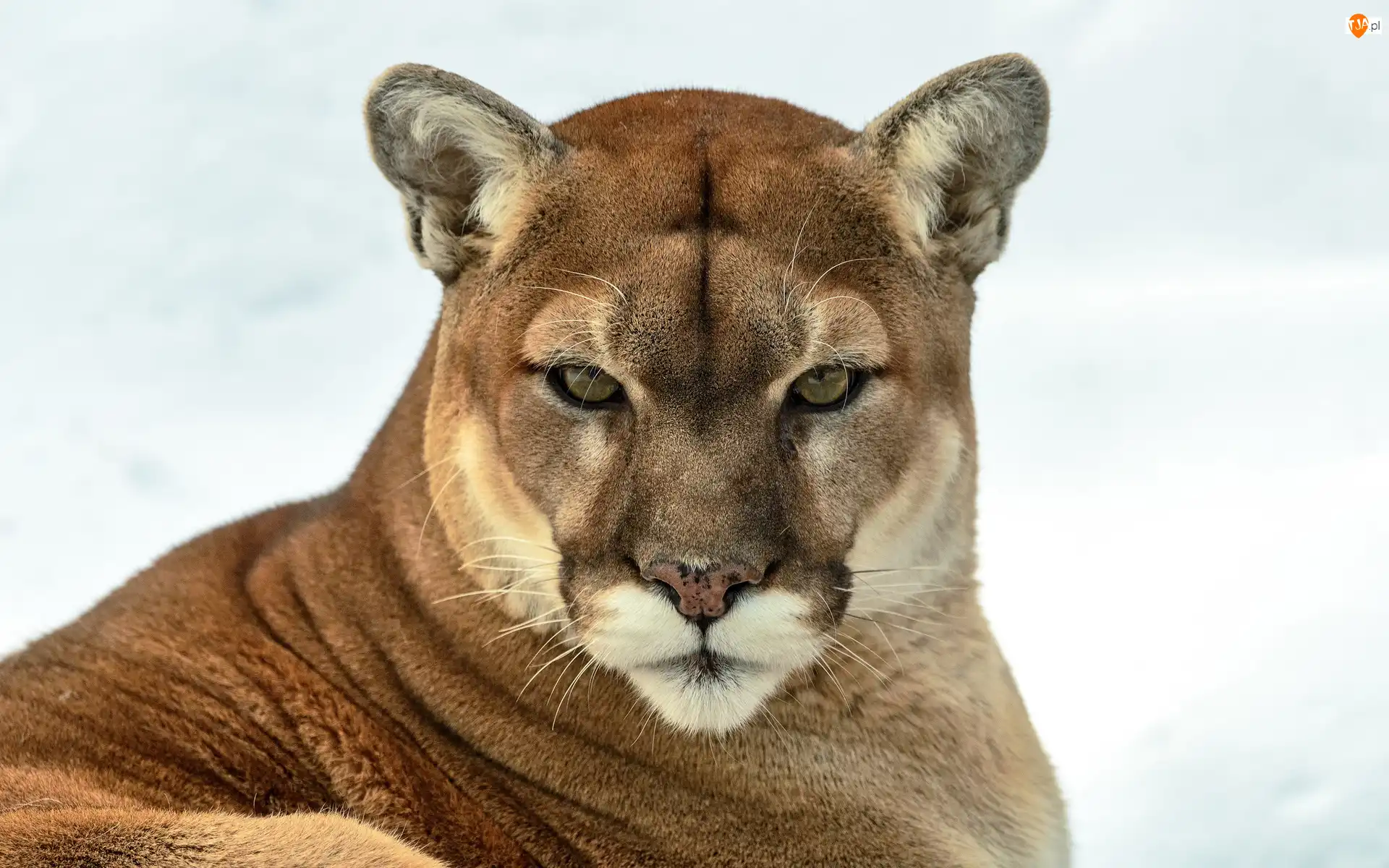 Zima, Puma