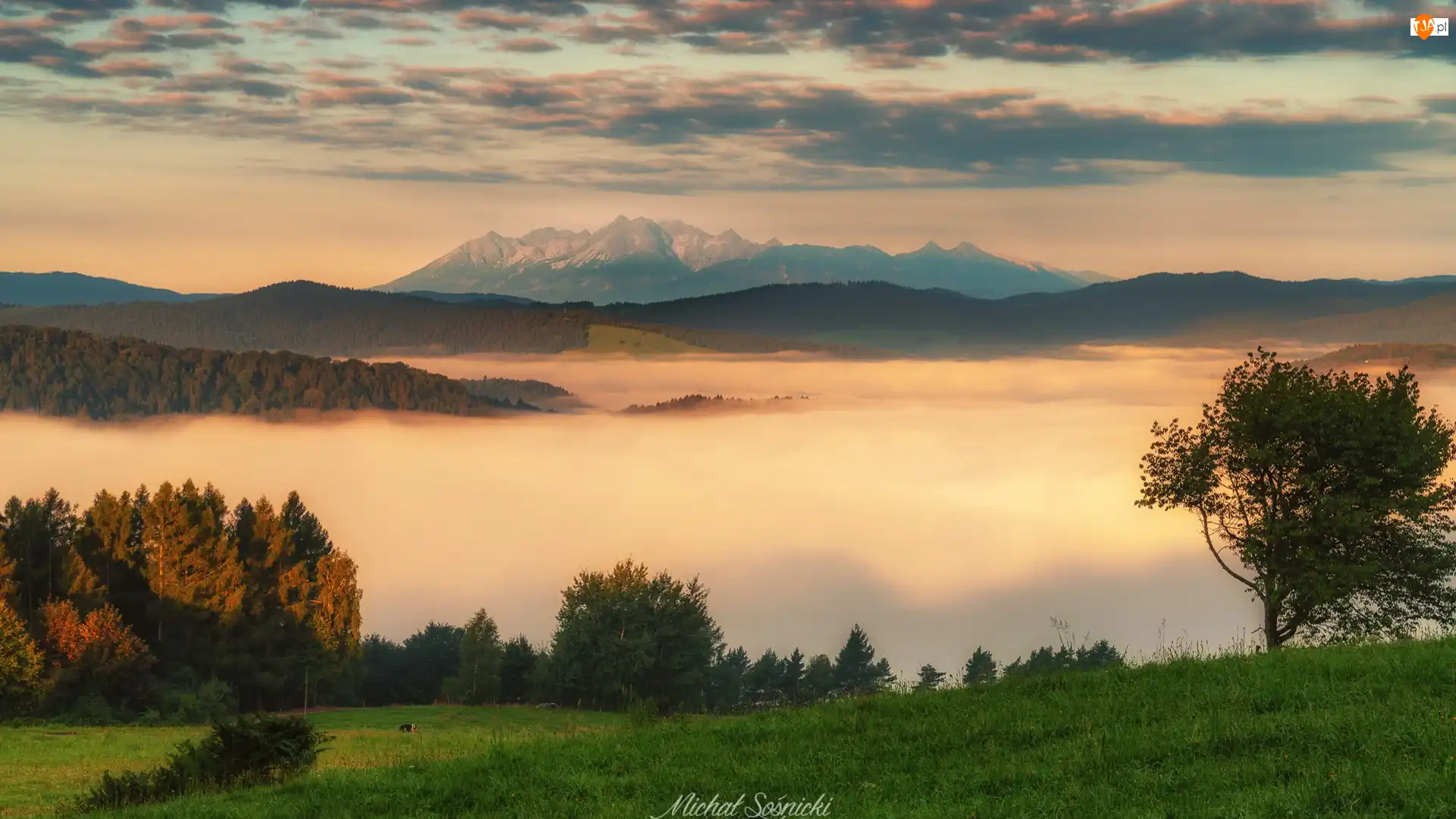 Lasy, Drzewa, Polska, Góry, Beskid Sądecki, Chmury, Mgła
