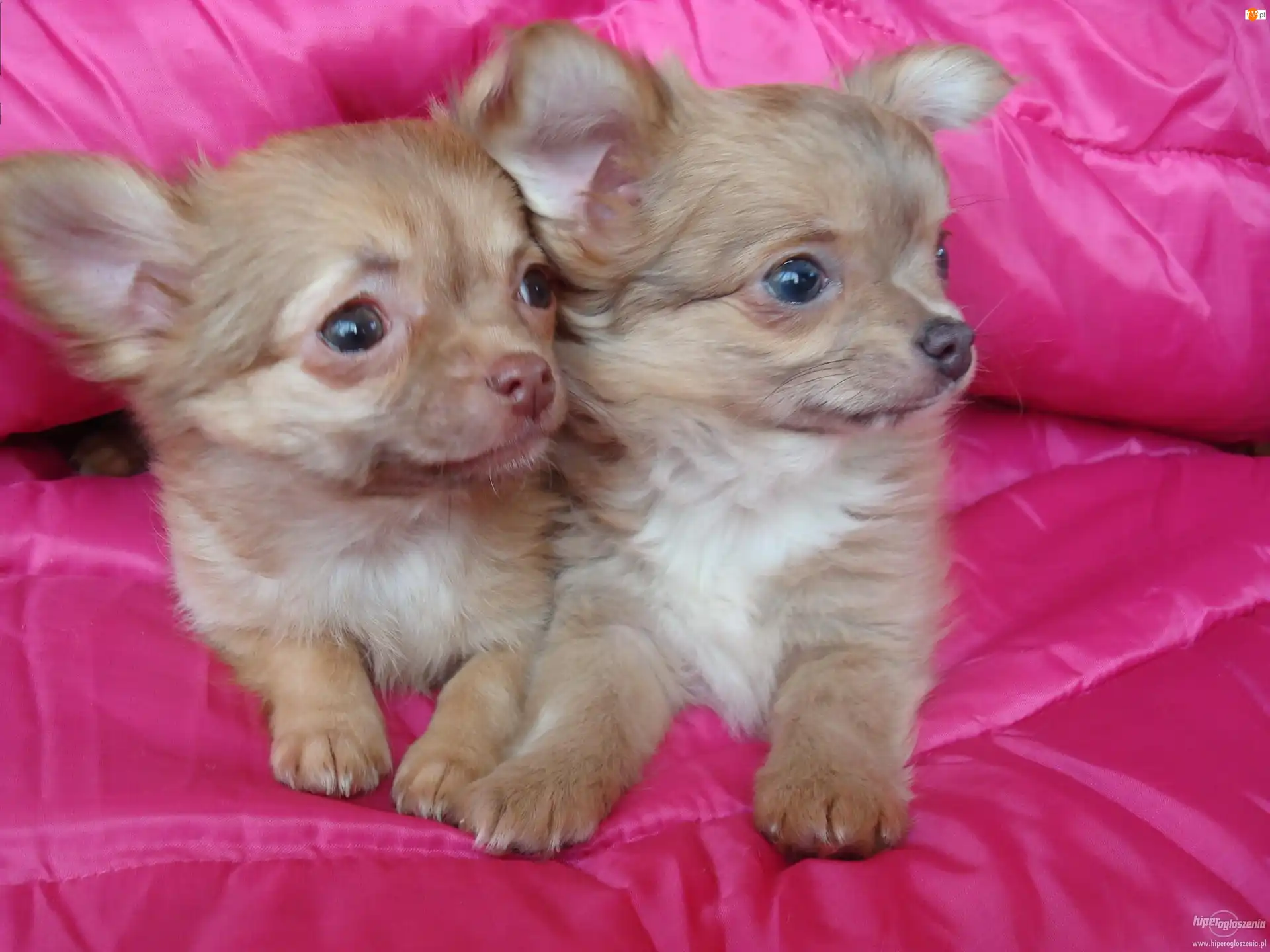 Chihuahua, Dwa, Małe