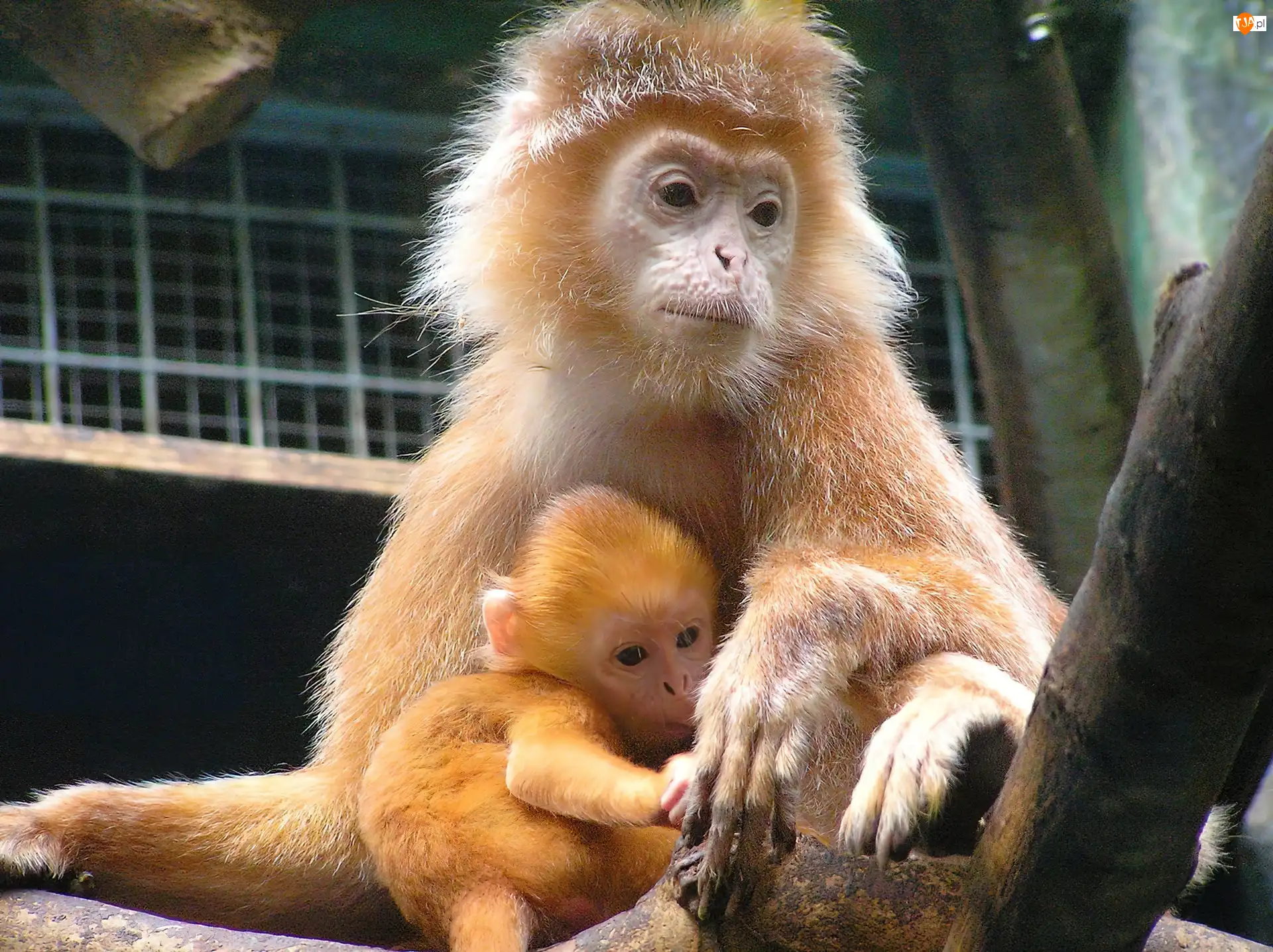 ZOO, Małpa, Małpiątko