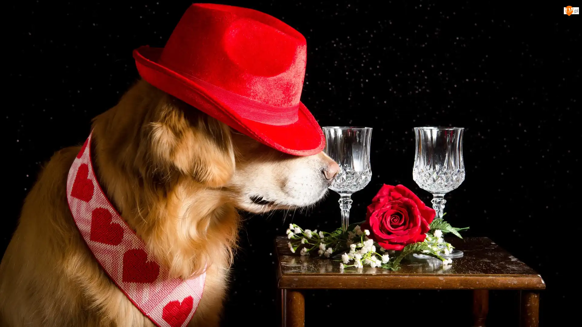 Golden Retriever, Kapelusz, Czarne tło, Pies, Kieliszki, Róża, Stolik