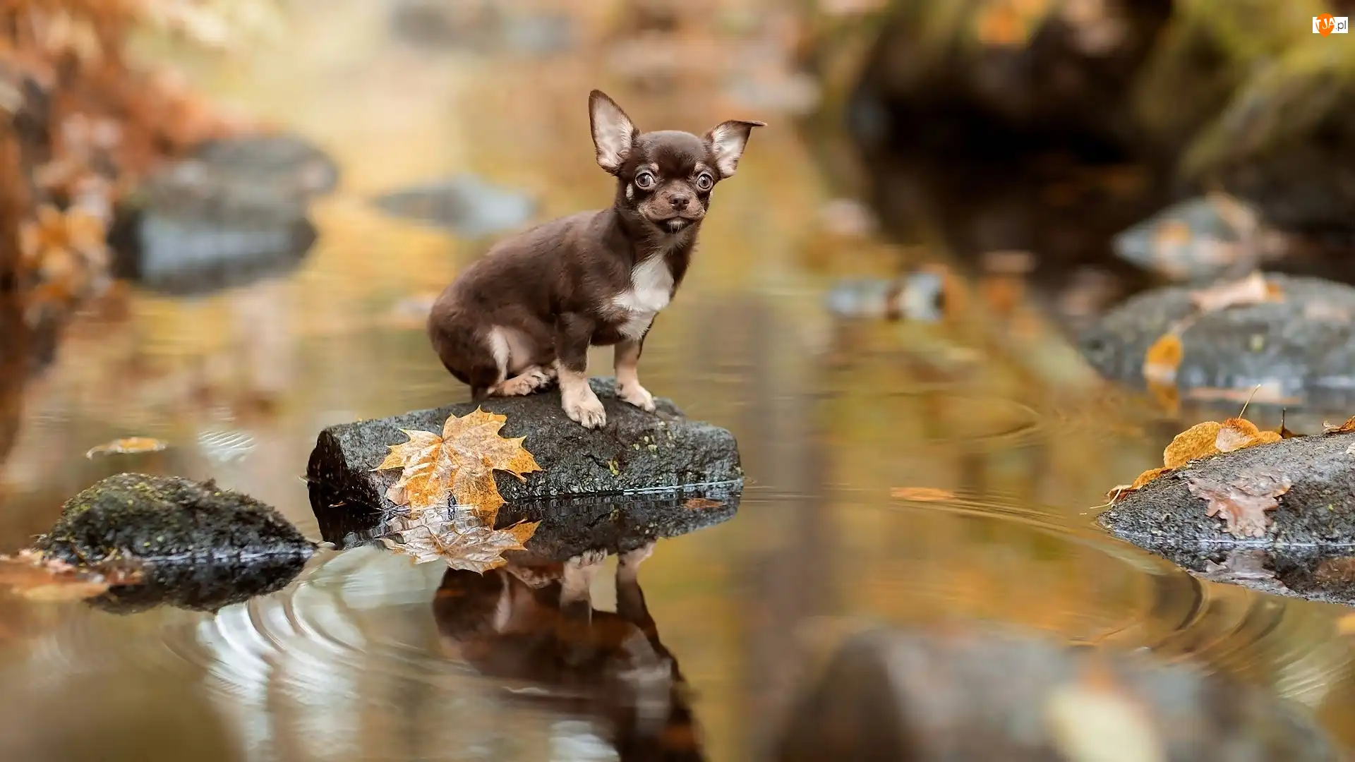 Kamienie, Chihuahua krótkowłosa, Rzeka, Liście