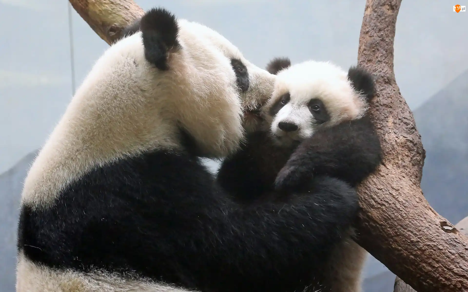 Drzewo, Mama, Panda, Młode