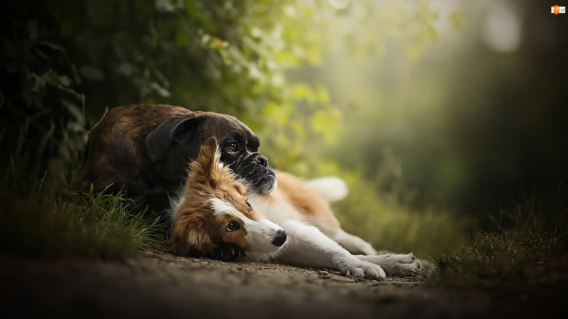 Bokser, Rośliny, Psy, Leżące, Border collie