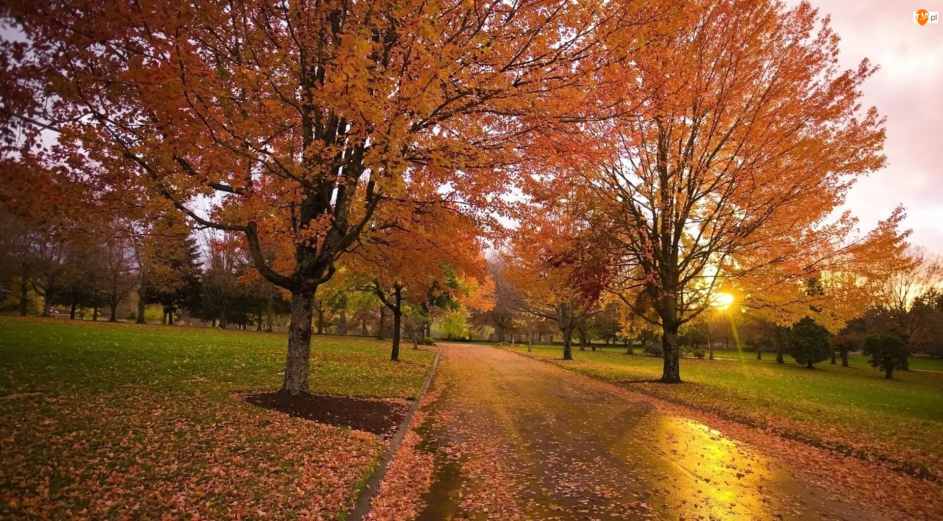 Alejka, Liście, Park, Jesień, Słońce